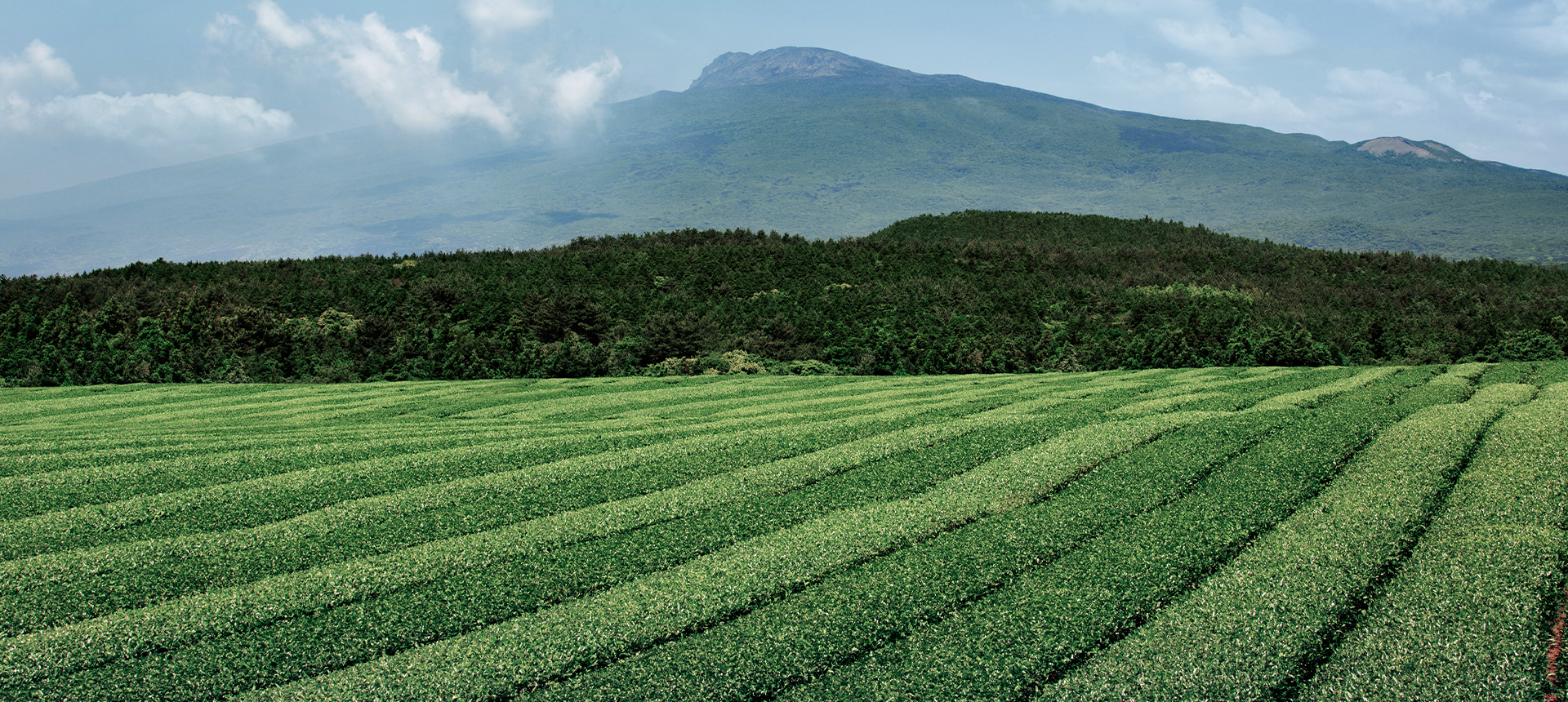 OSULLOC KOREAN GREEN TEA FARM AMOREPACIFIC OUR ESTATE