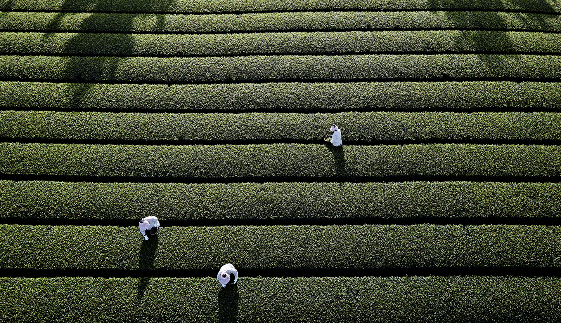 OSULLOC KOREAN GREEN TEA LEAF AMOREPACIFIC OUR BRAND