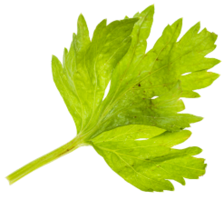 Lettuce