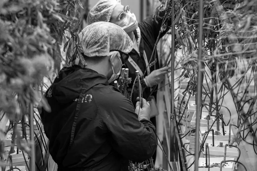 How a Global Cannabis Producer conquered pricing challenges with Vistaar