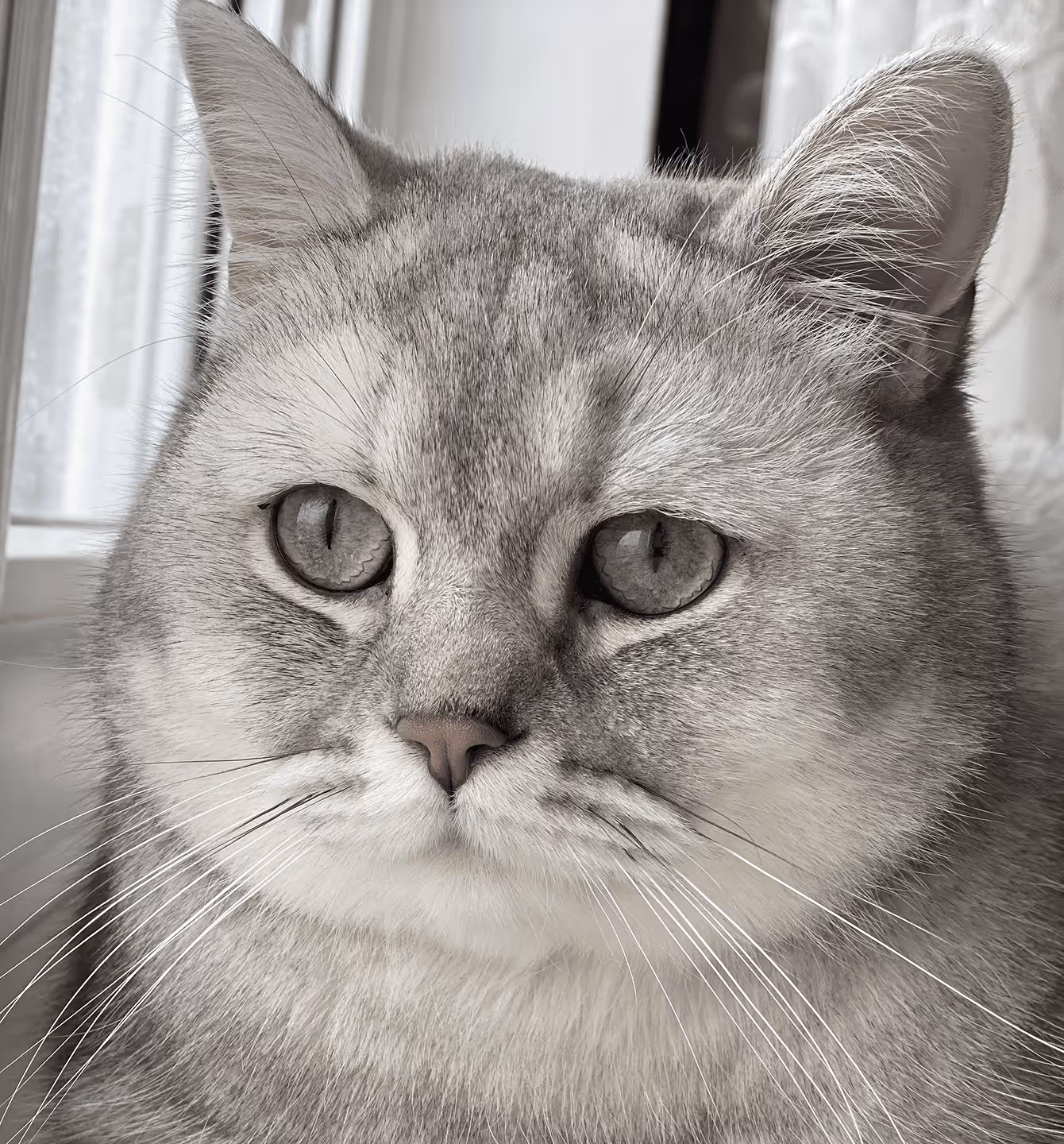 Pirizhok cat partner in crime and best support system
