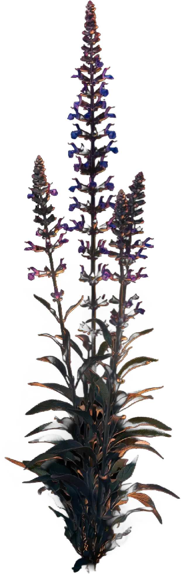 salvia farinacea