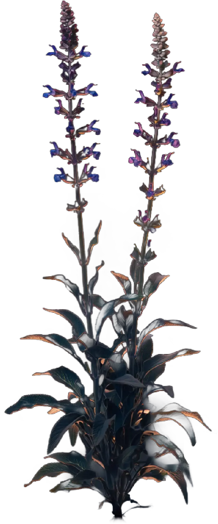 salvia farinacea