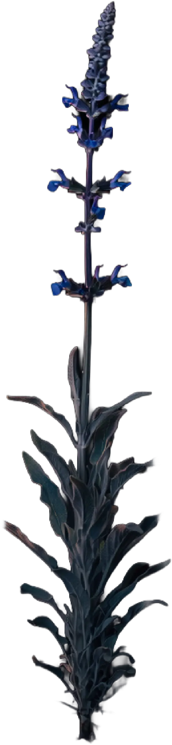salvia farinacea
