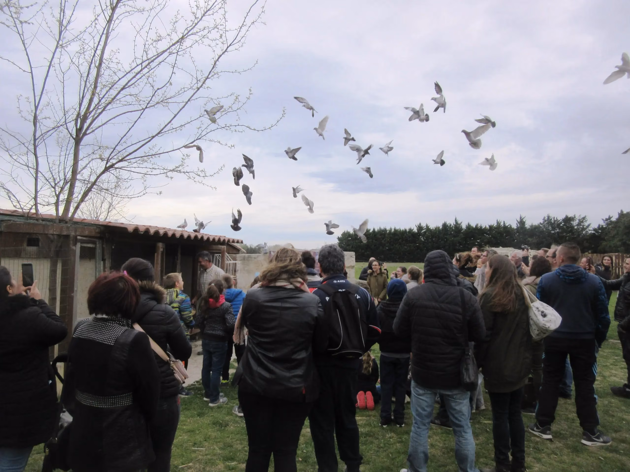 Spectacle « L’envol des pigeons voyageurs » au Vieux Mas — image vidéo