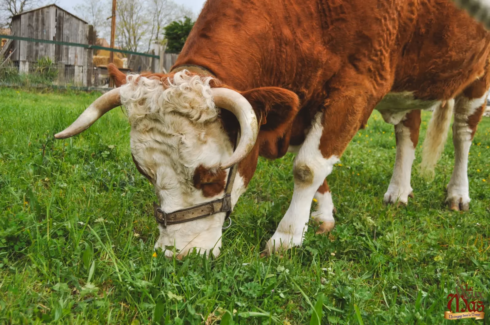 Animal de la ferme du Vieux Mas — photo 4