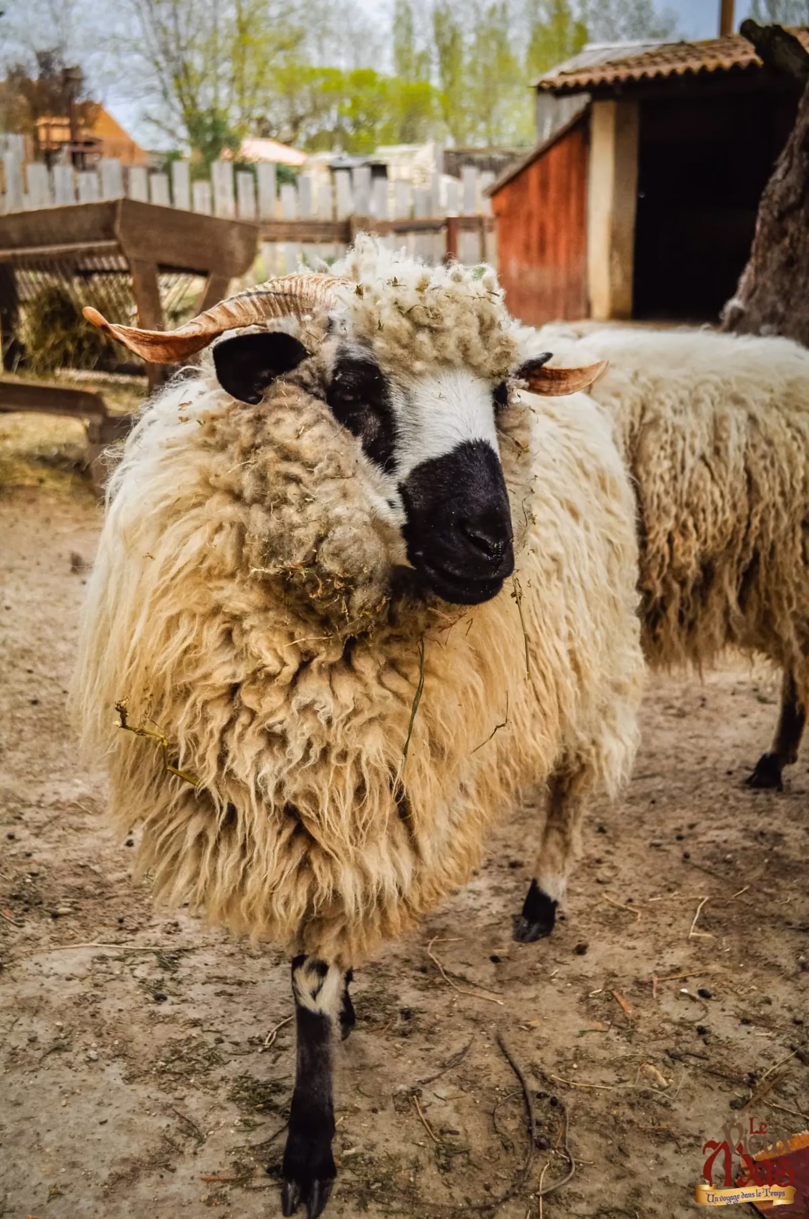 Animal de la ferme du Vieux Mas — photo 6