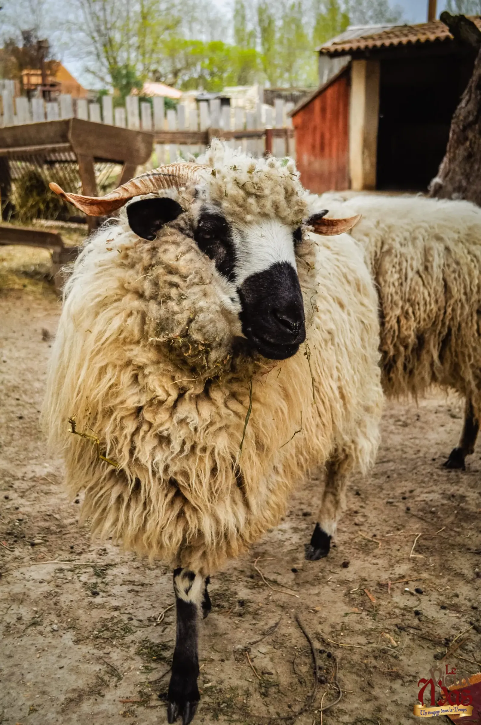 Animal de la ferme du Vieux Mas — photo 6