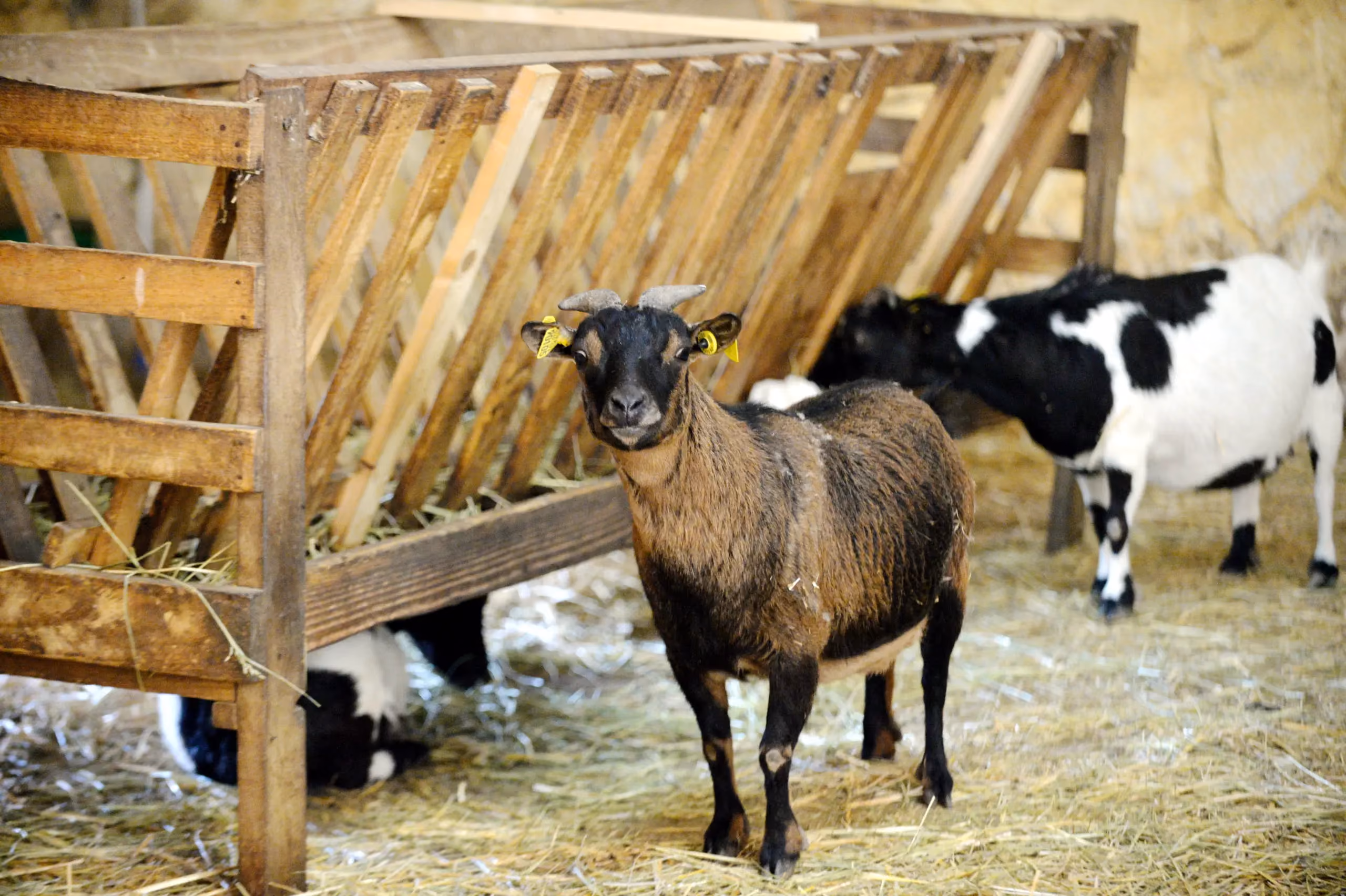 Animal de la ferme du Vieux Mas — photo 1