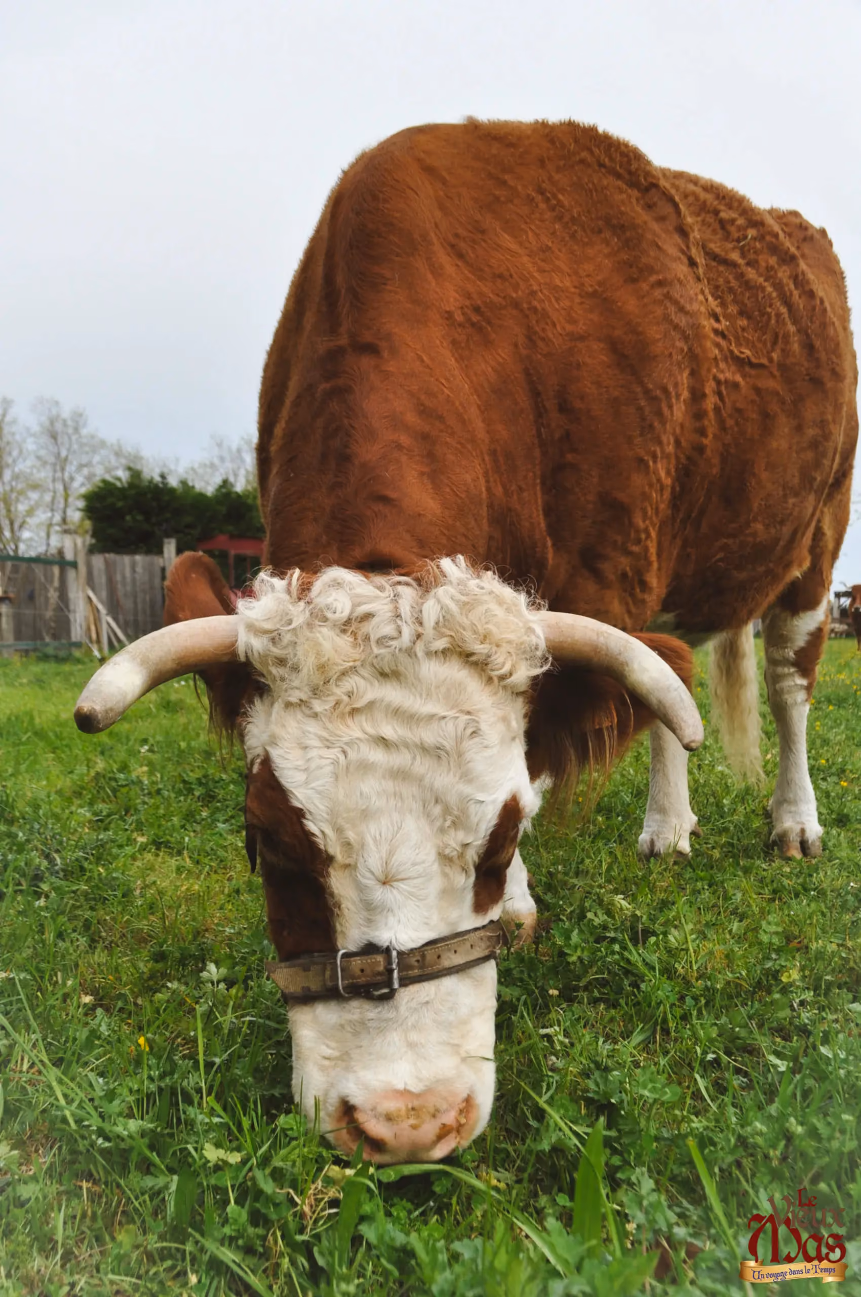Animal de la ferme du Vieux Mas — photo 3