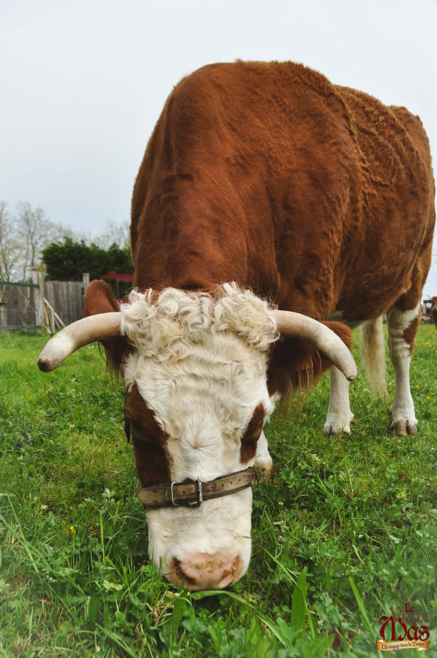 Animal de la ferme du Vieux Mas — photo 3