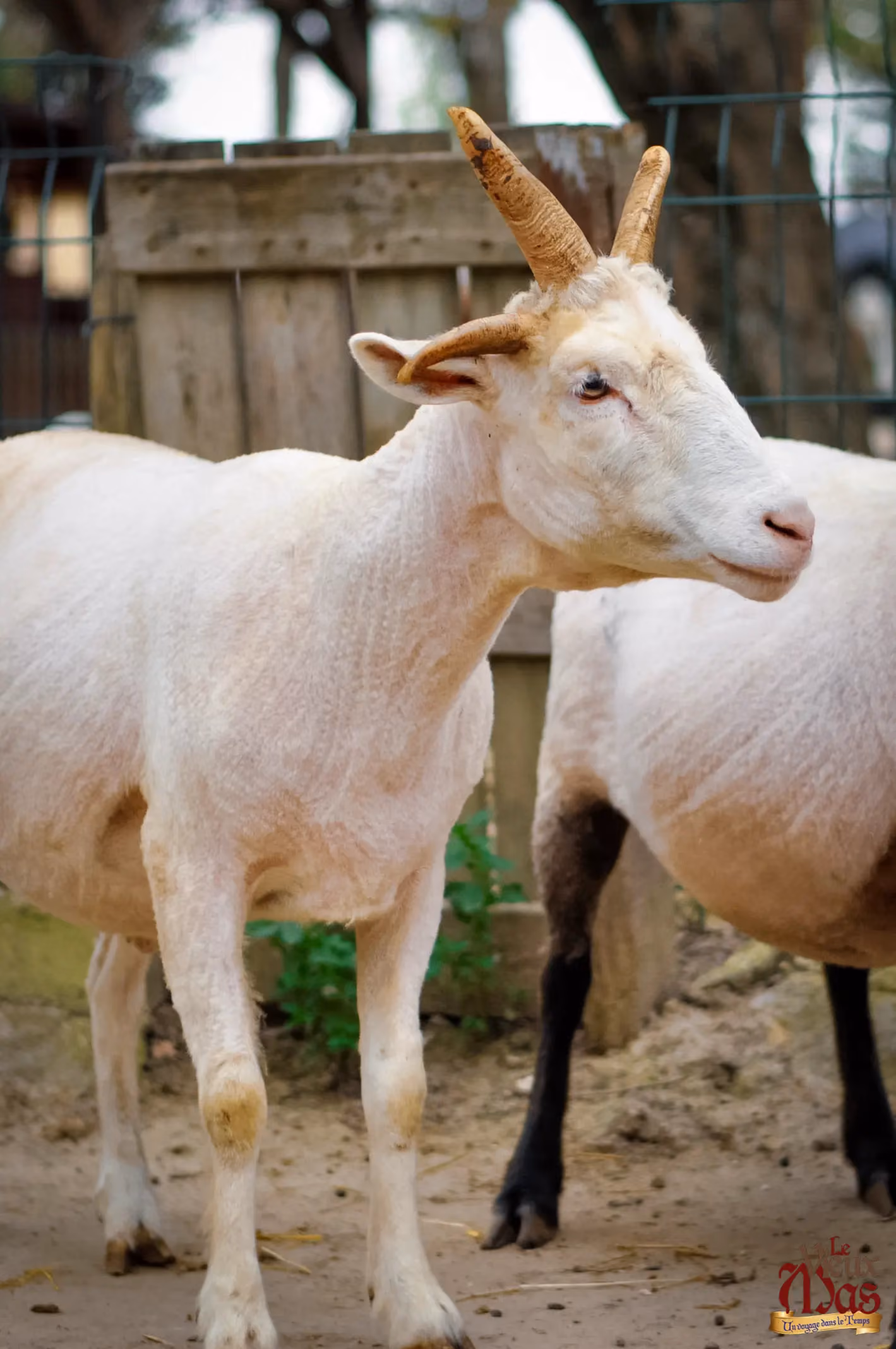 Animal de la ferme du Vieux Mas — photo 6