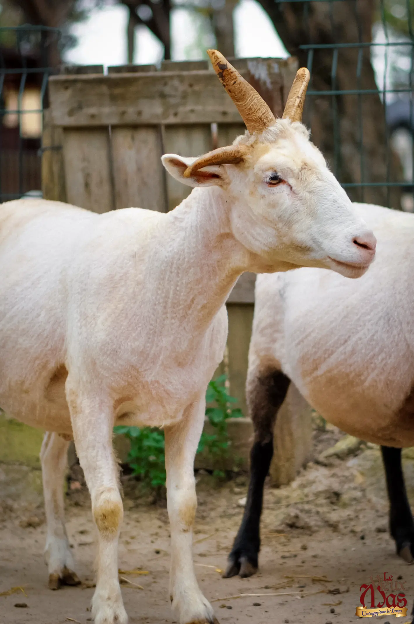 Animal de la ferme du Vieux Mas — photo 6
