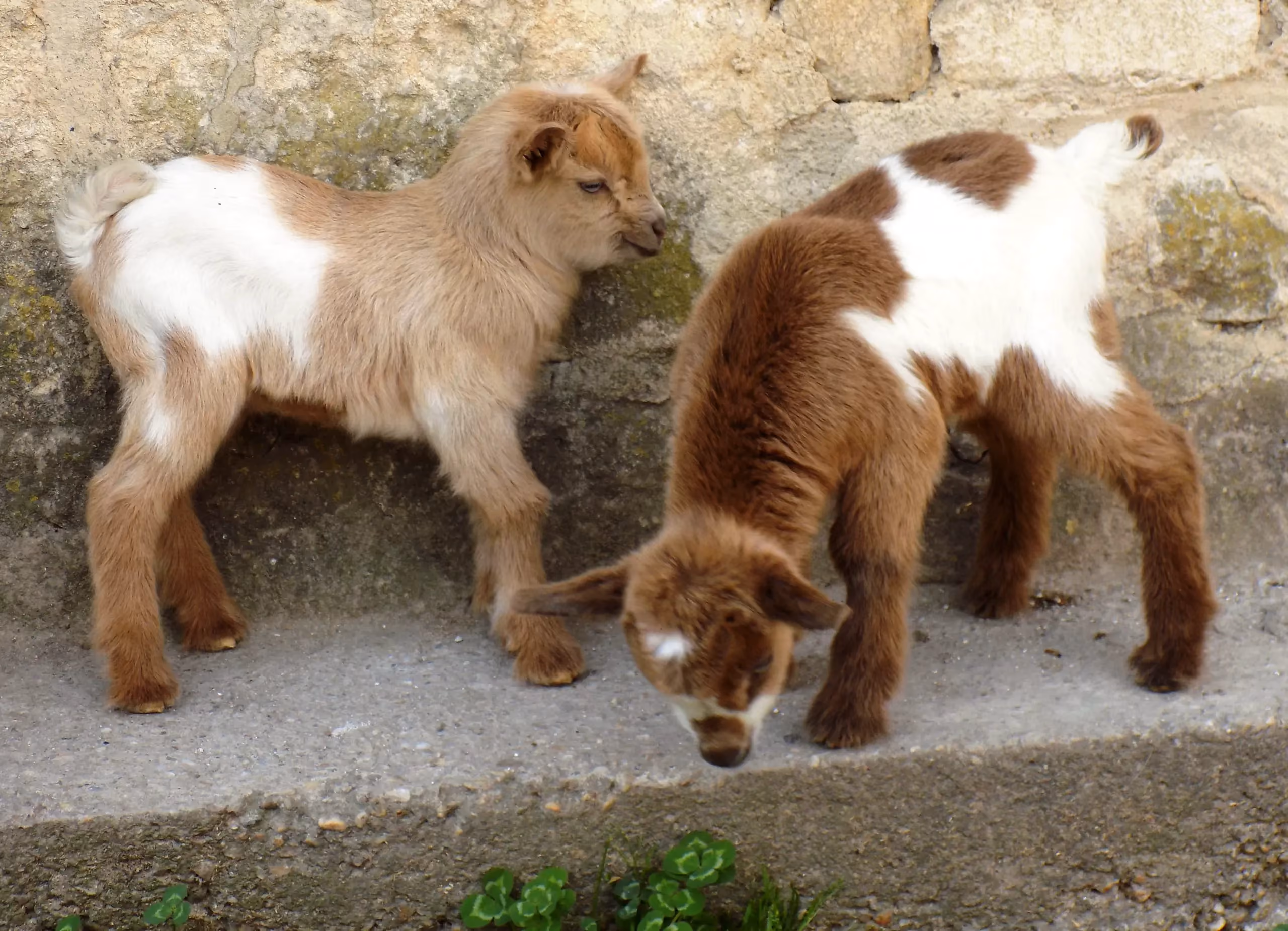 Animal de la ferme du Vieux Mas — photo 7