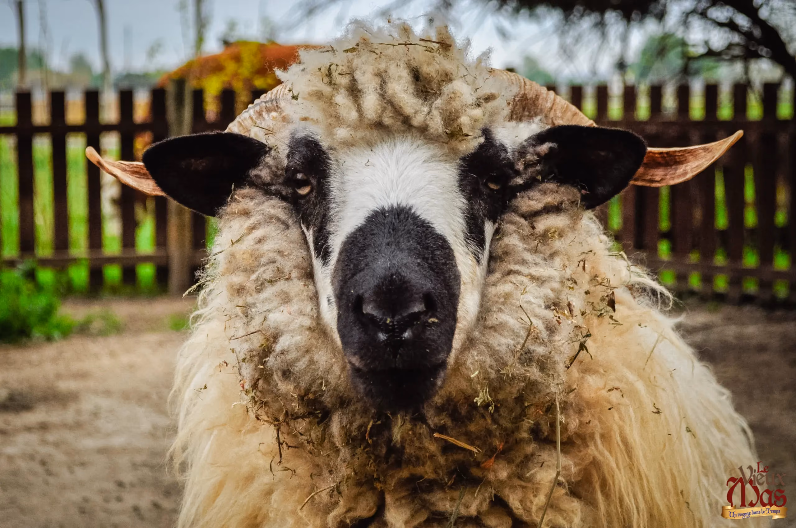 Animal de la ferme du Vieux Mas — photo 5