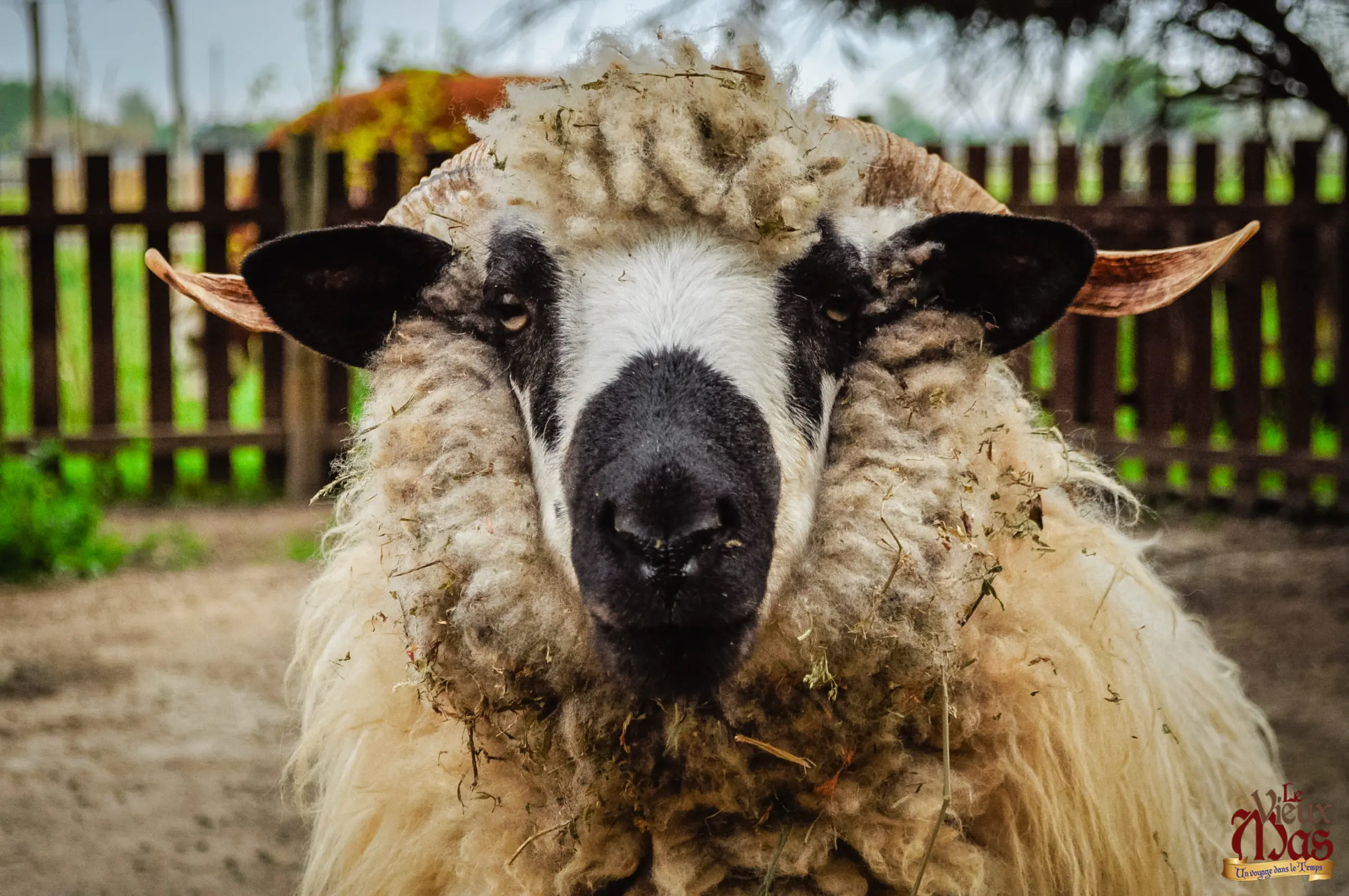 Animal de la ferme du Vieux Mas — photo 5