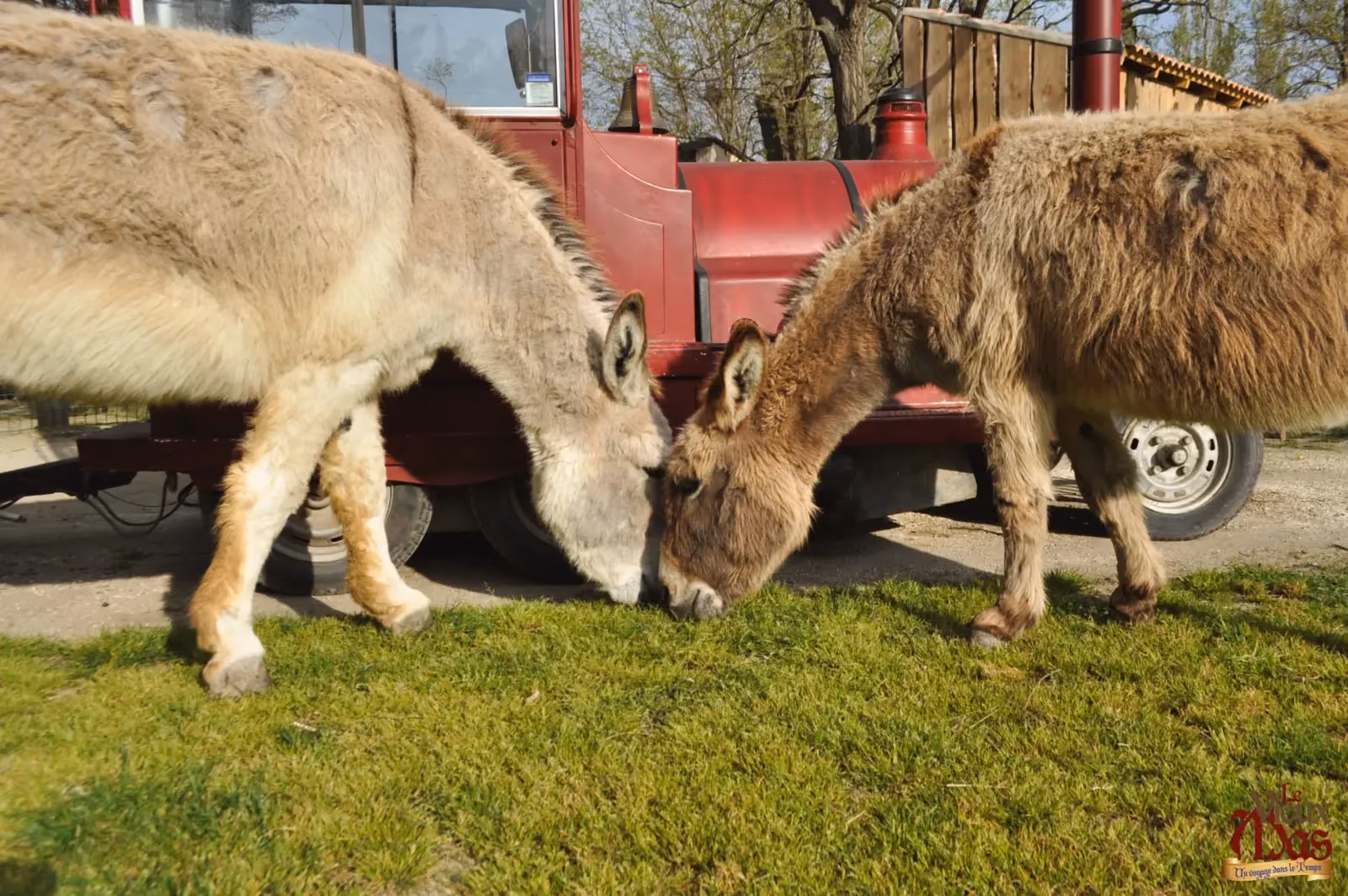 Animal de la ferme du Vieux Mas — photo 4