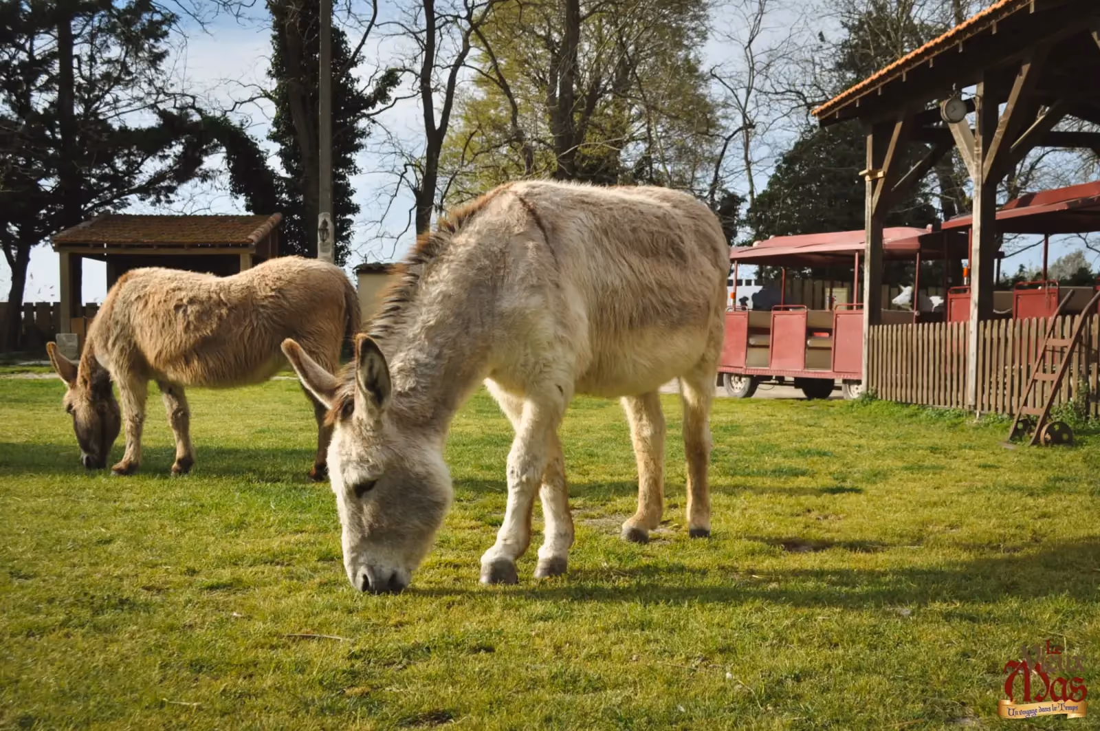 Animal de la ferme du Vieux Mas — photo 3