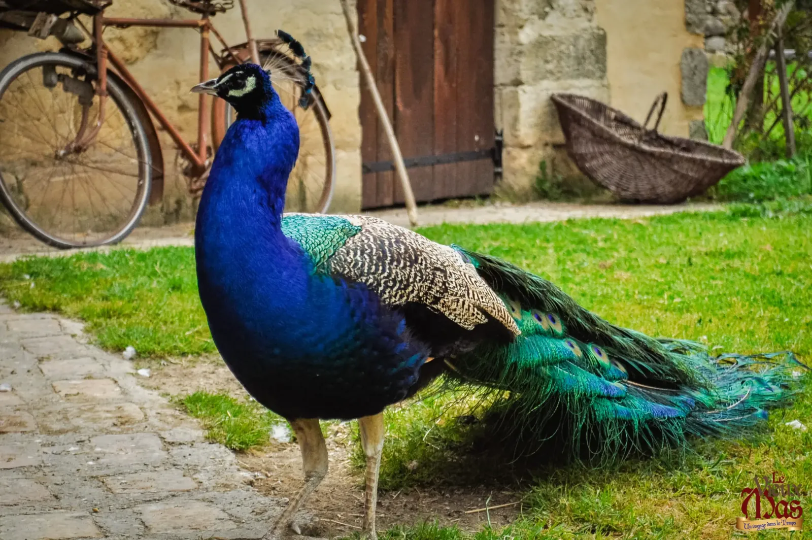 Animal de la ferme du Vieux Mas — photo 7