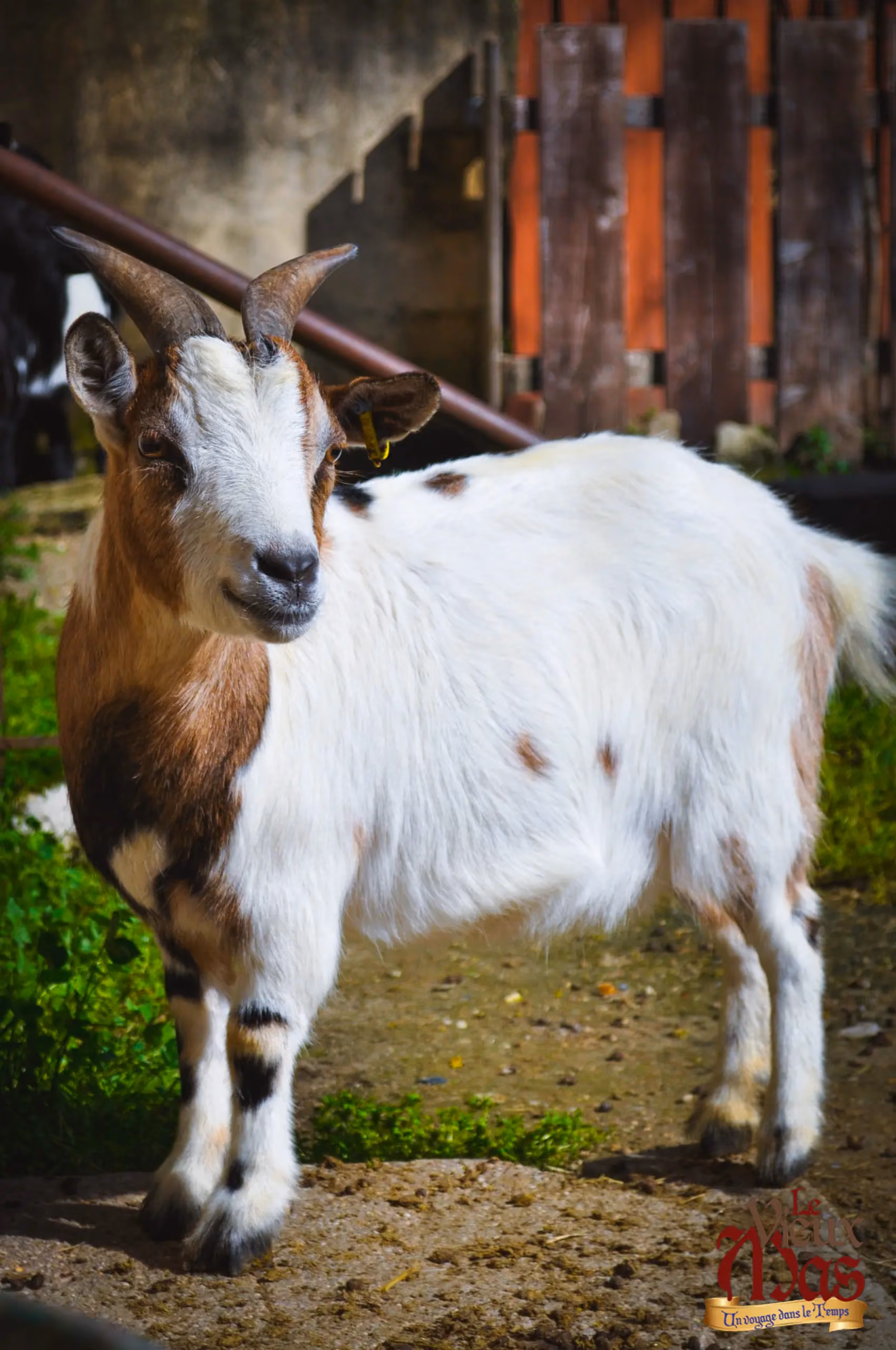 Animal de la ferme du Vieux Mas — photo 2