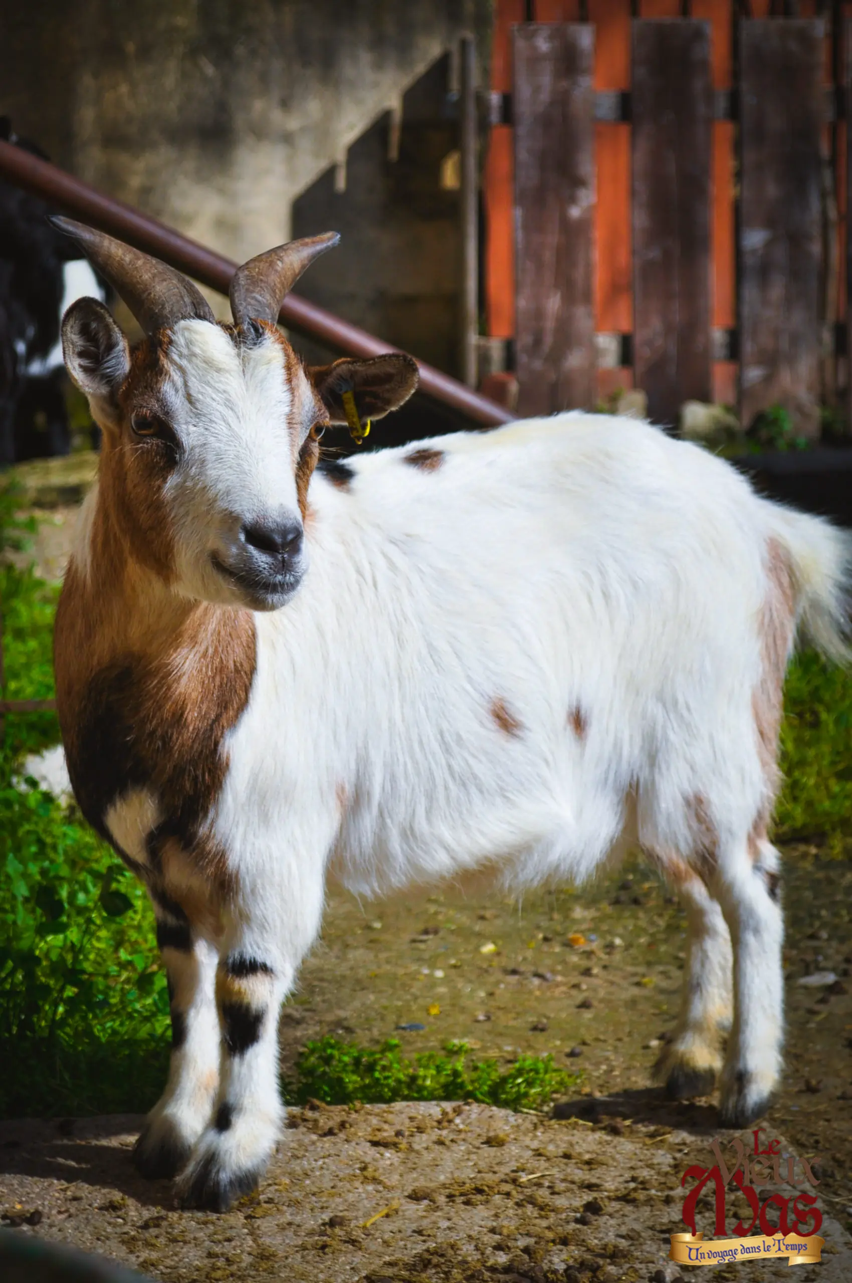 Animal de la ferme du Vieux Mas — photo 2