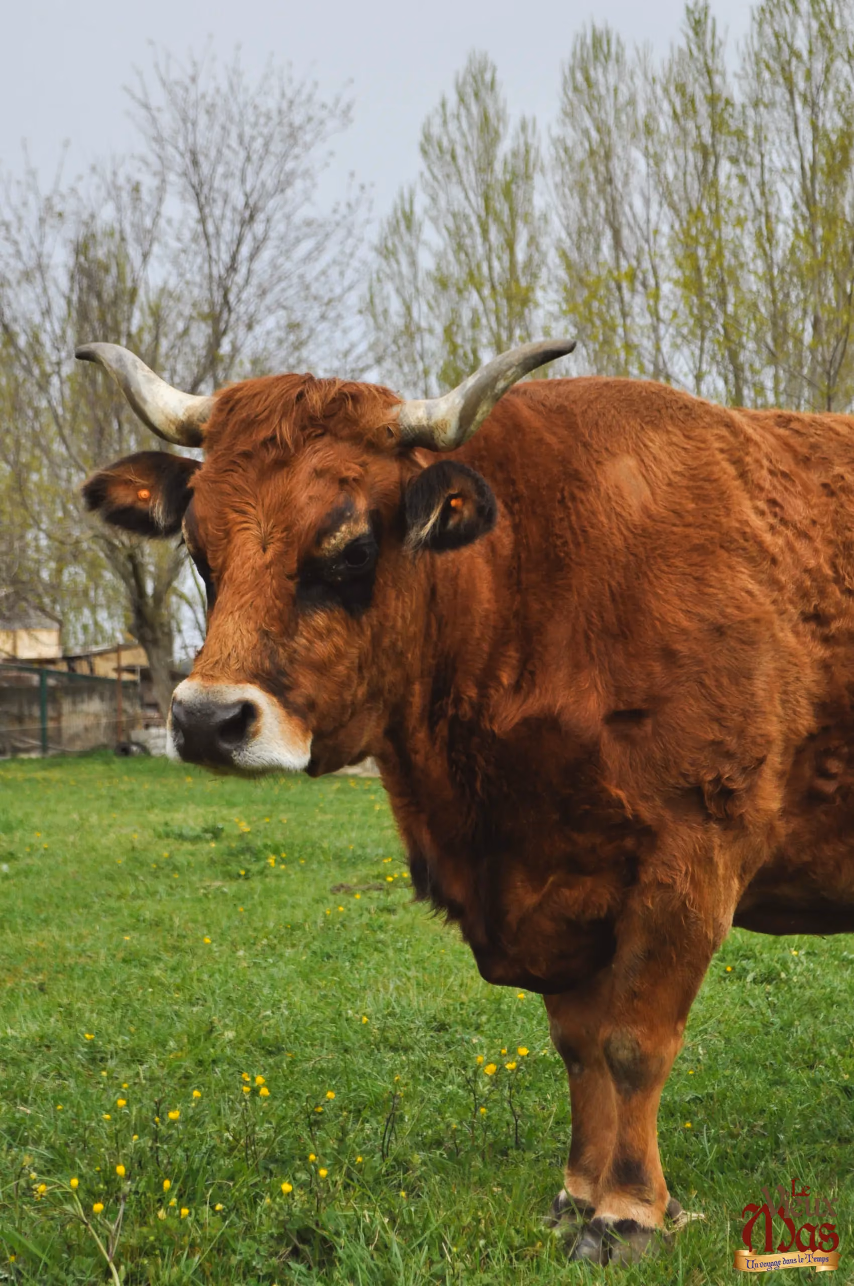 Animal de la ferme du Vieux Mas — photo 2
