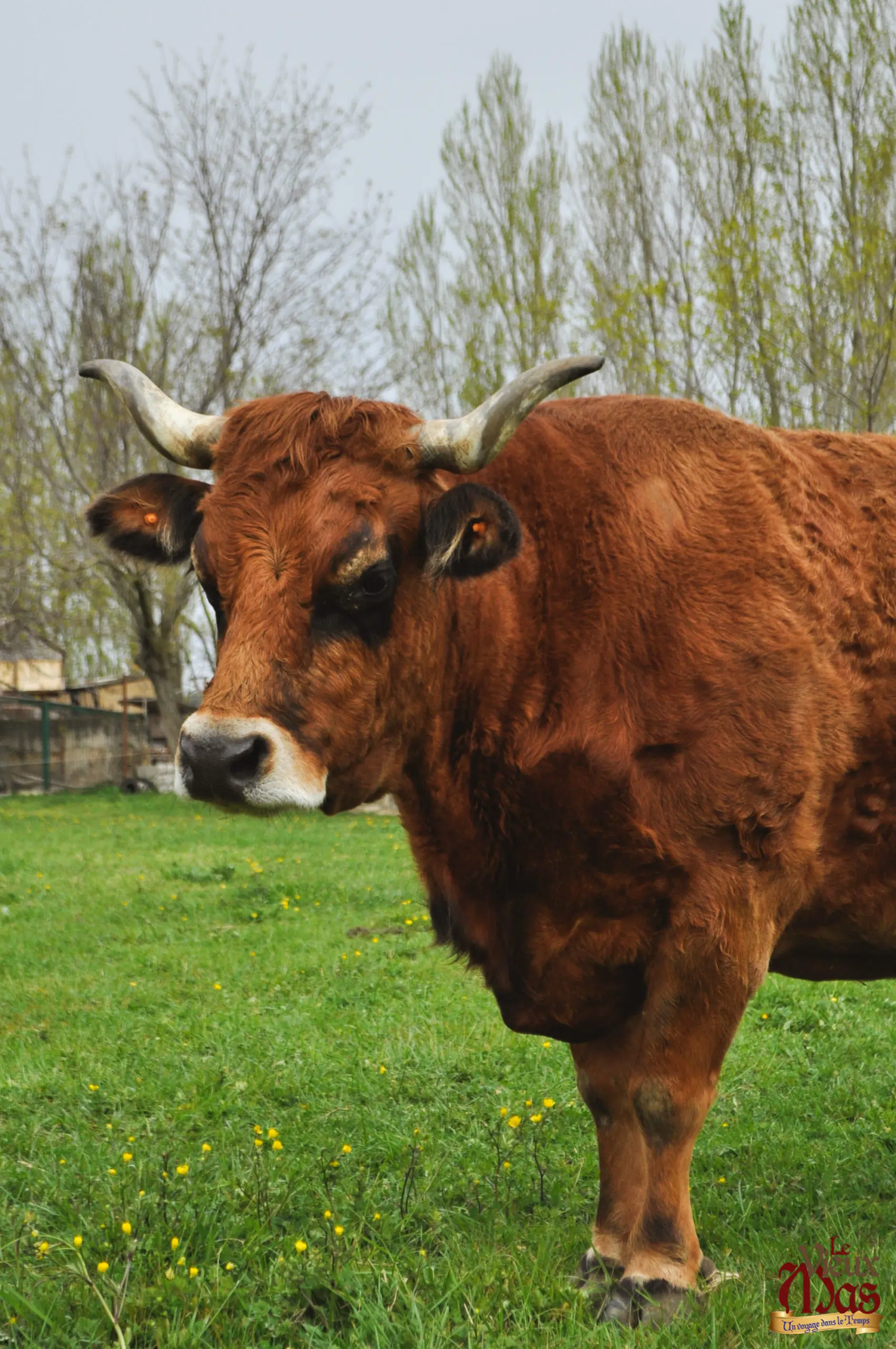 Animal de la ferme du Vieux Mas — photo 2