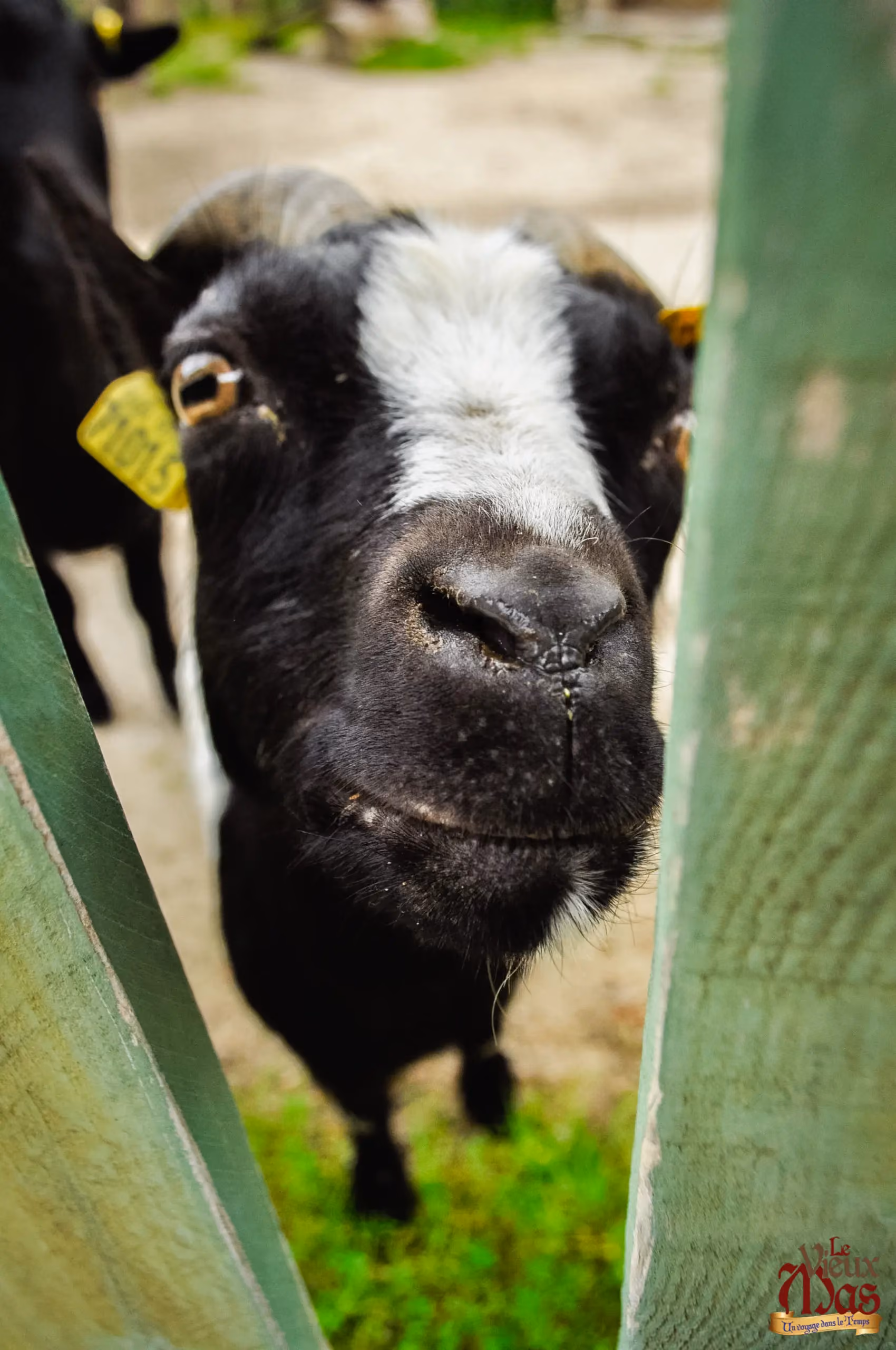 Animal de la ferme du Vieux Mas — photo 1