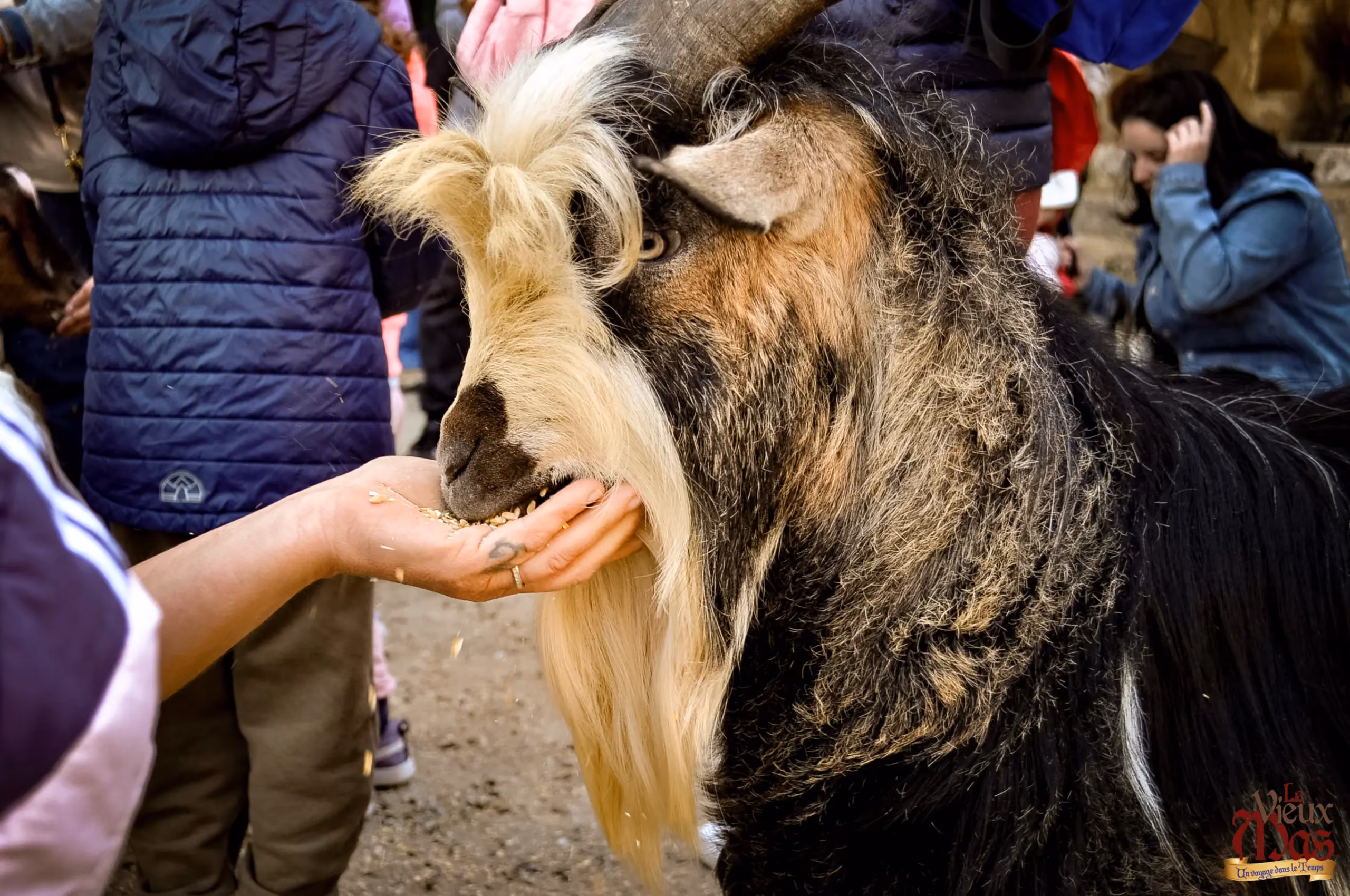 Animal de la ferme du Vieux Mas — photo 5