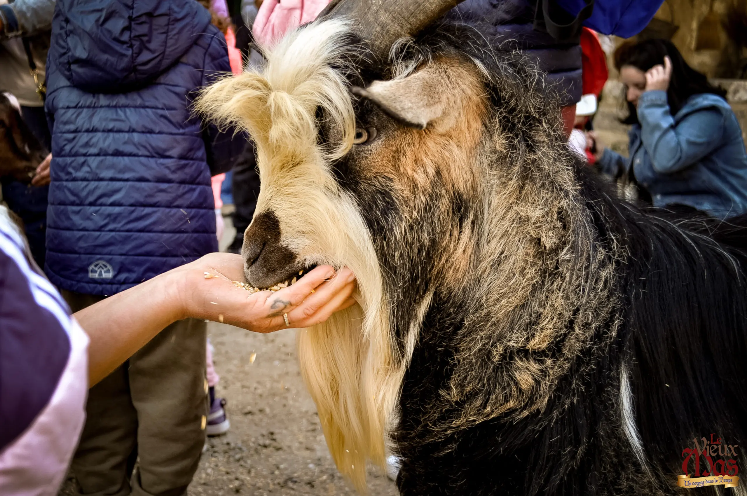 Animal de la ferme du Vieux Mas — photo 5