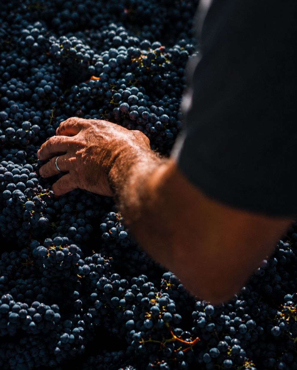 Pinot Noir with small berries and thick skins