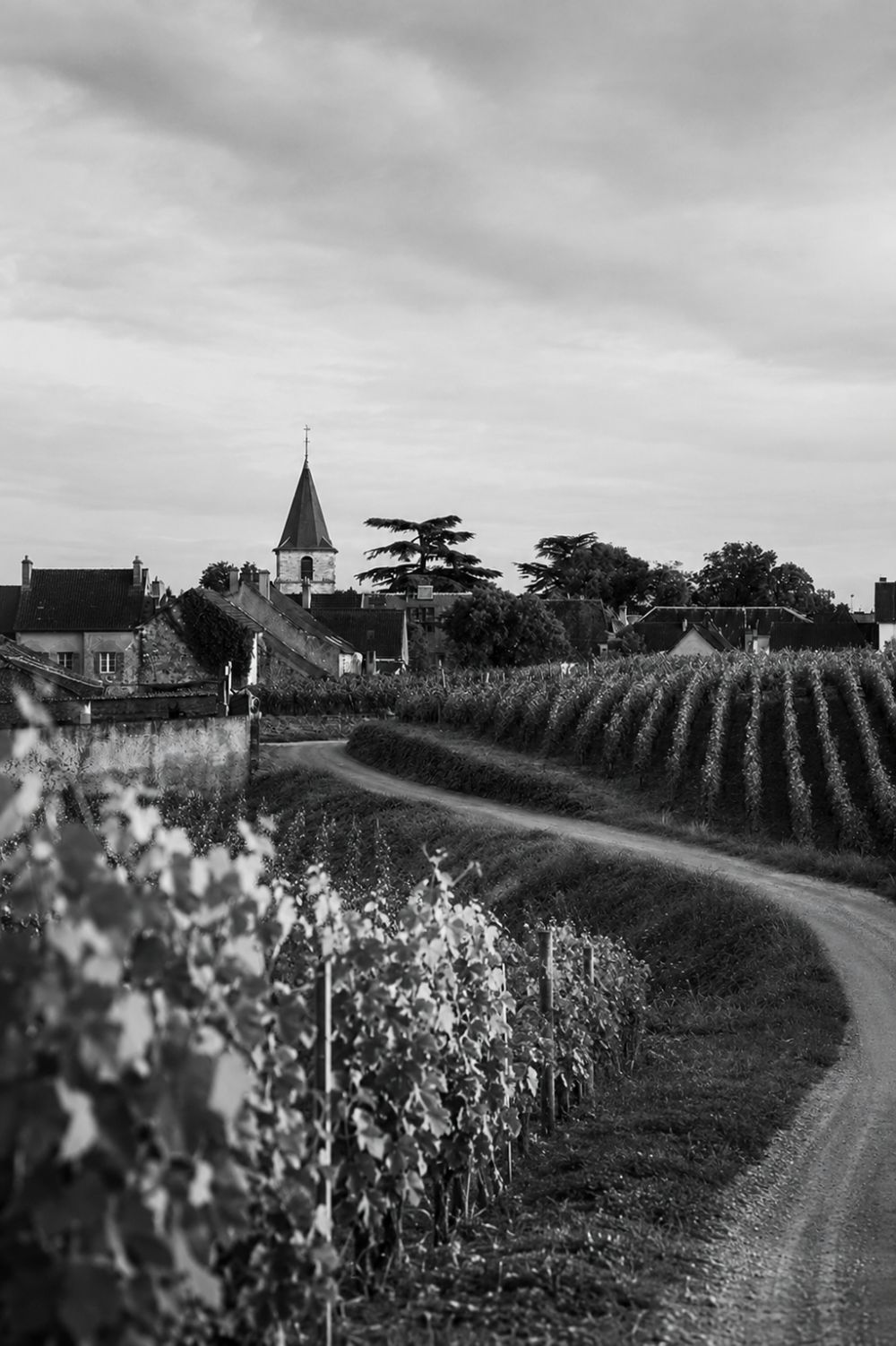 Vosne-Romanée