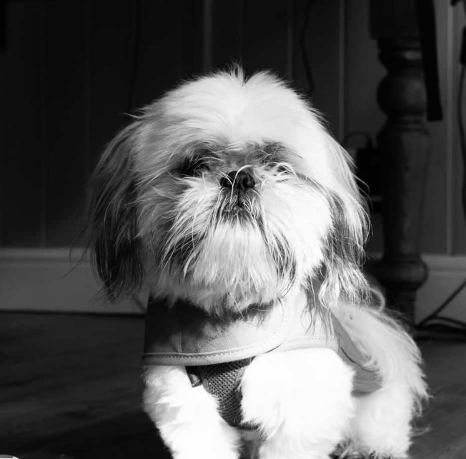 Small fluffy dog wearing a harness sitting indoors on a wooden floor.