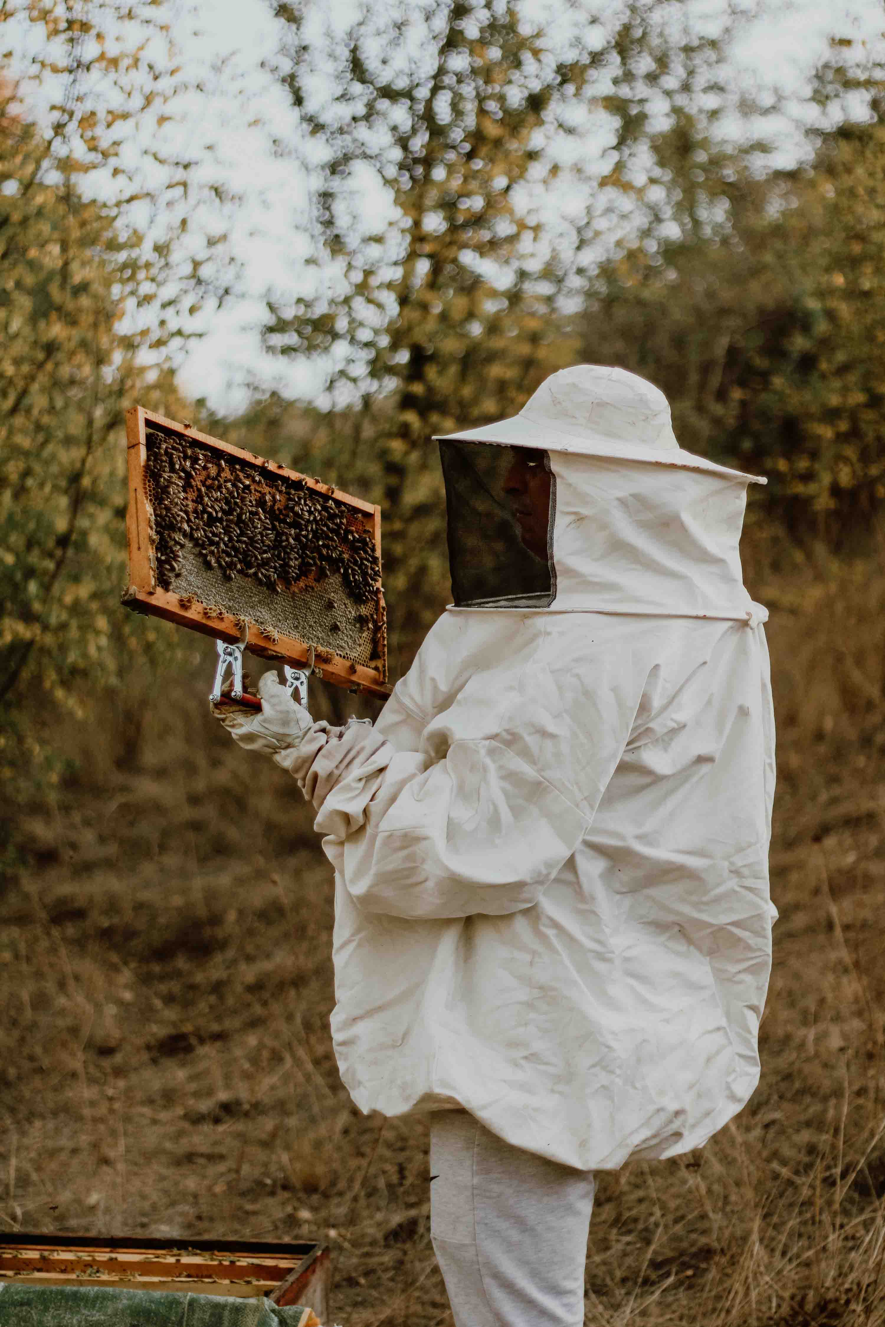 Imker in Schutzkleidung begutachtet ein mit Bienen besetztes Wabenbrett im Freien.