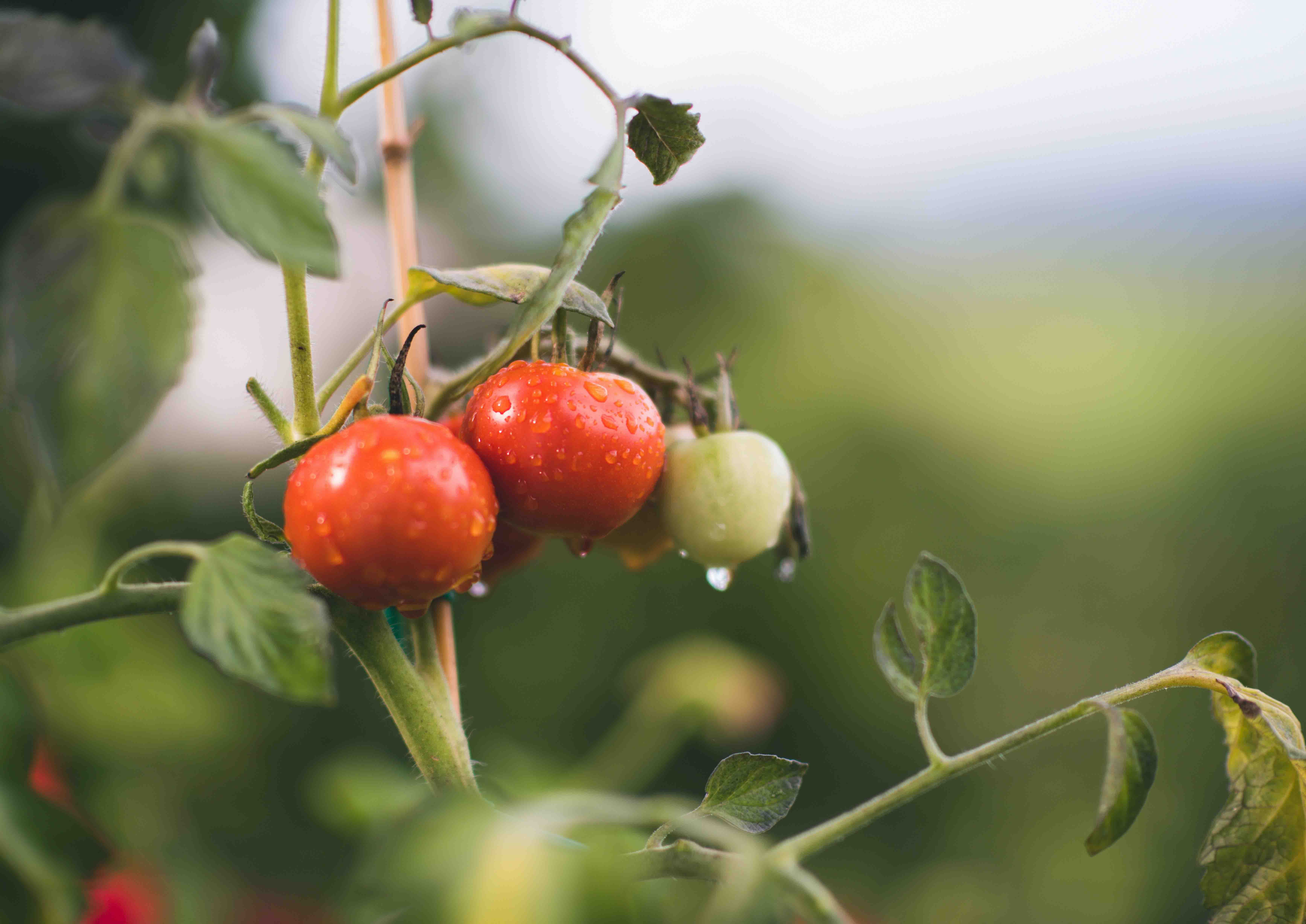 Reife und unreife Tomaten mit Wassertropfen an einem Zweig in Nahaufnahme.