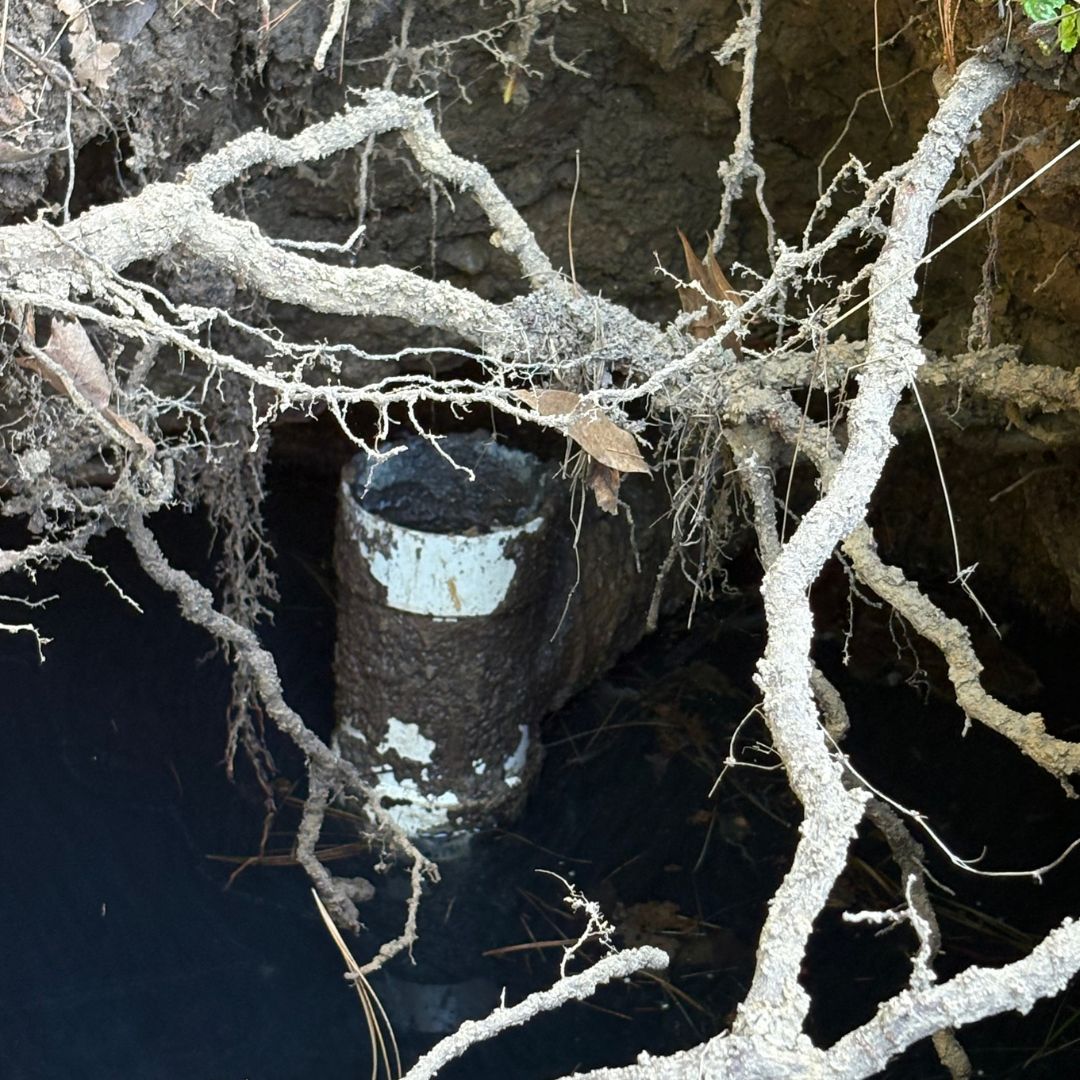 tree roots in septic