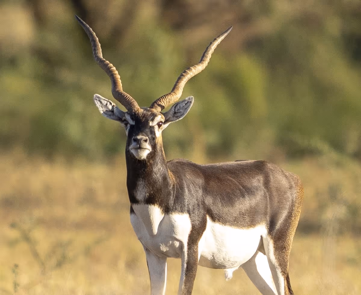 Blackbuck antelope standing on dry grassland with blurred green vegetation in the background.