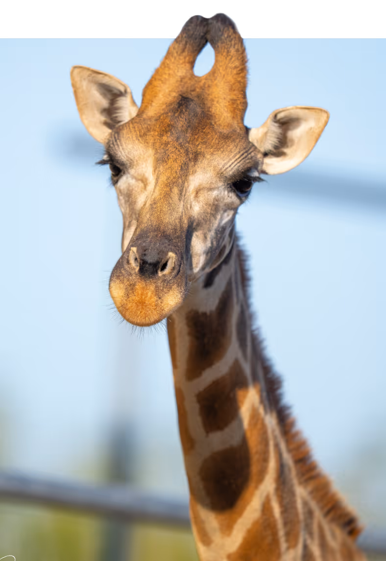 Close-up of a giraffe's face and neck with a blue sky background.