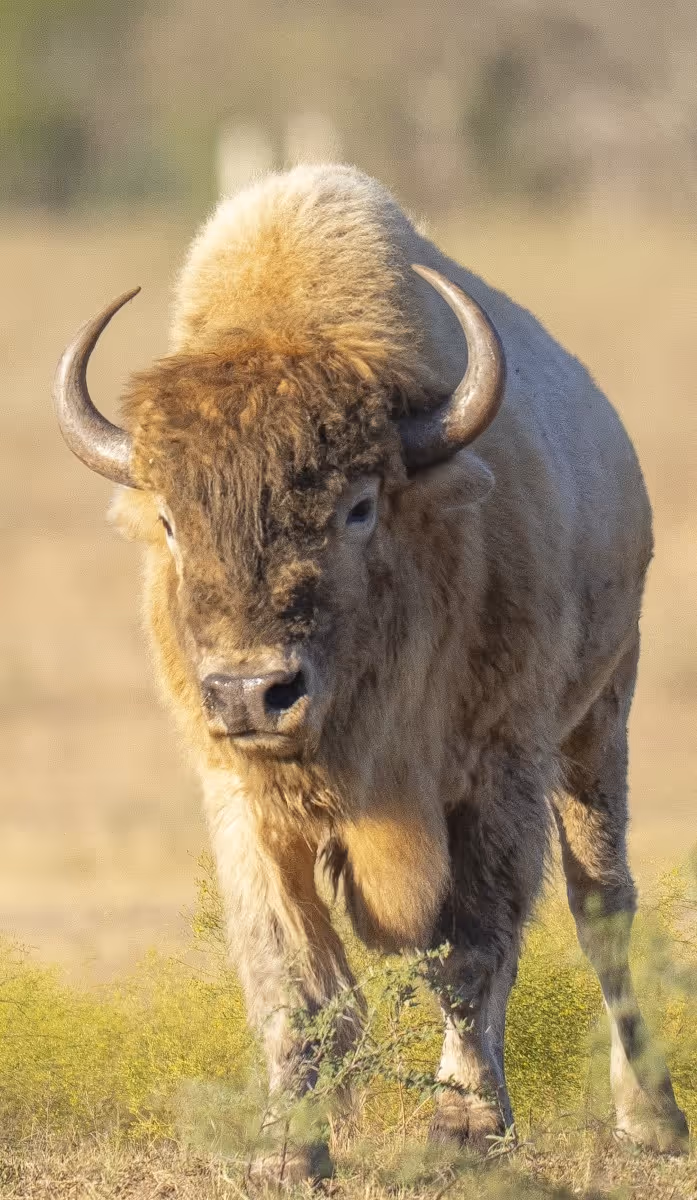 A shaggy brown bison with curved horns standing in grassland facing the camera directly