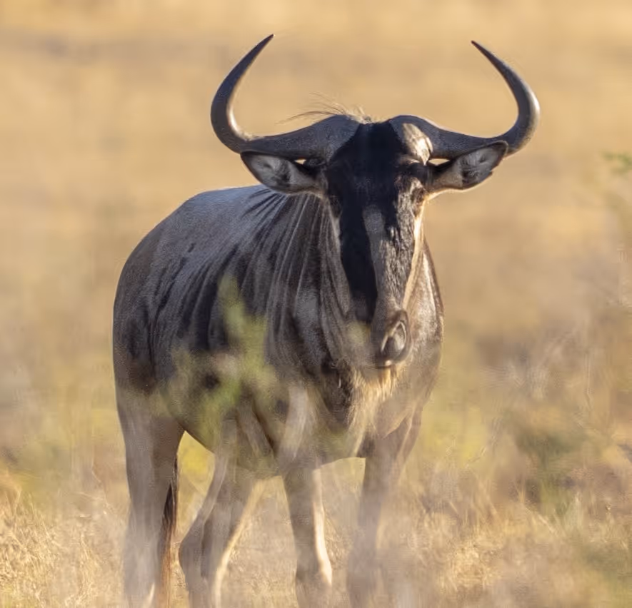 A wildebeest standing in dry grassland facing the camera.