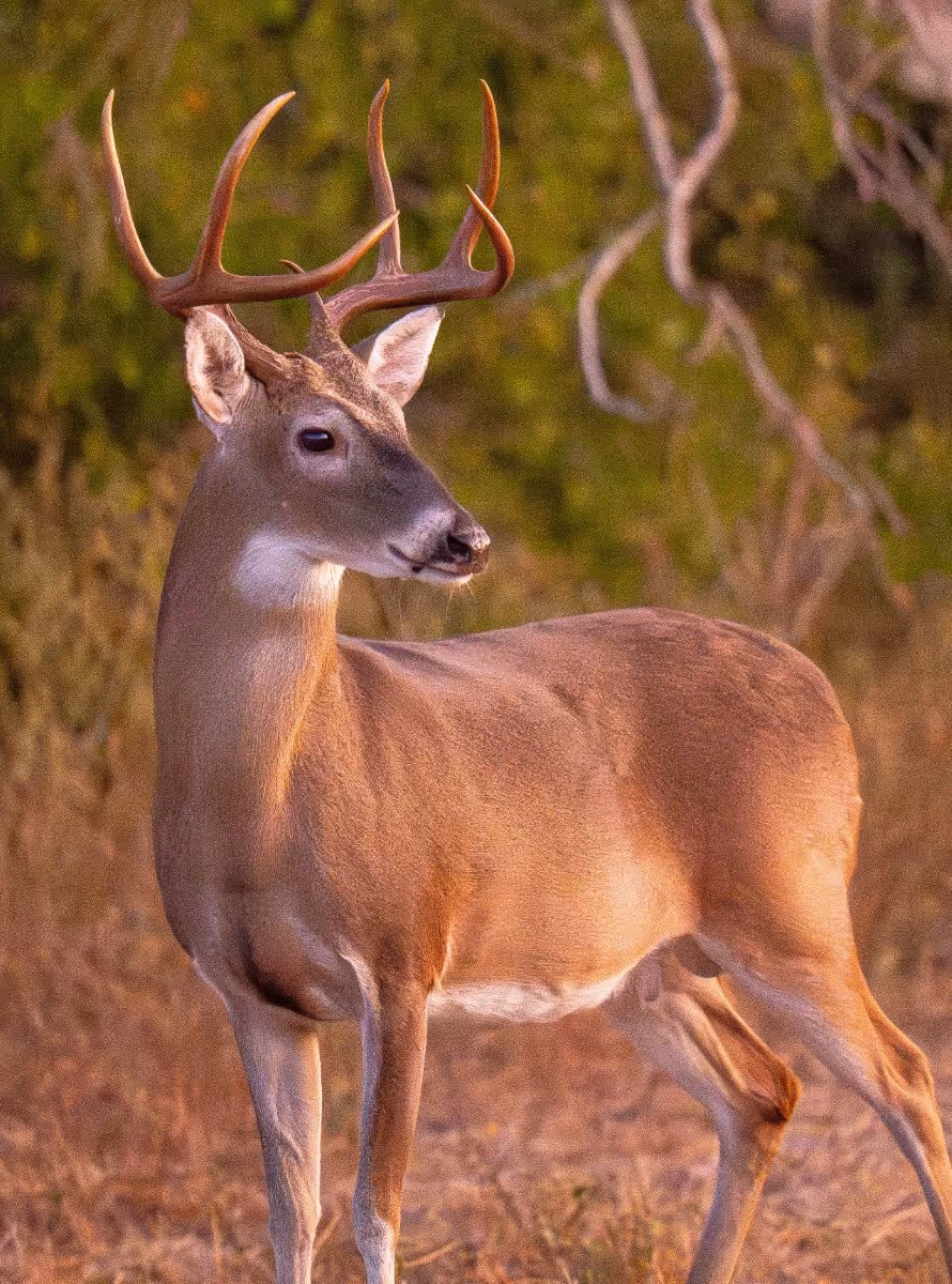 Male deer with large antlers standing in a grassy area with blurred green and brown foliage in the background.