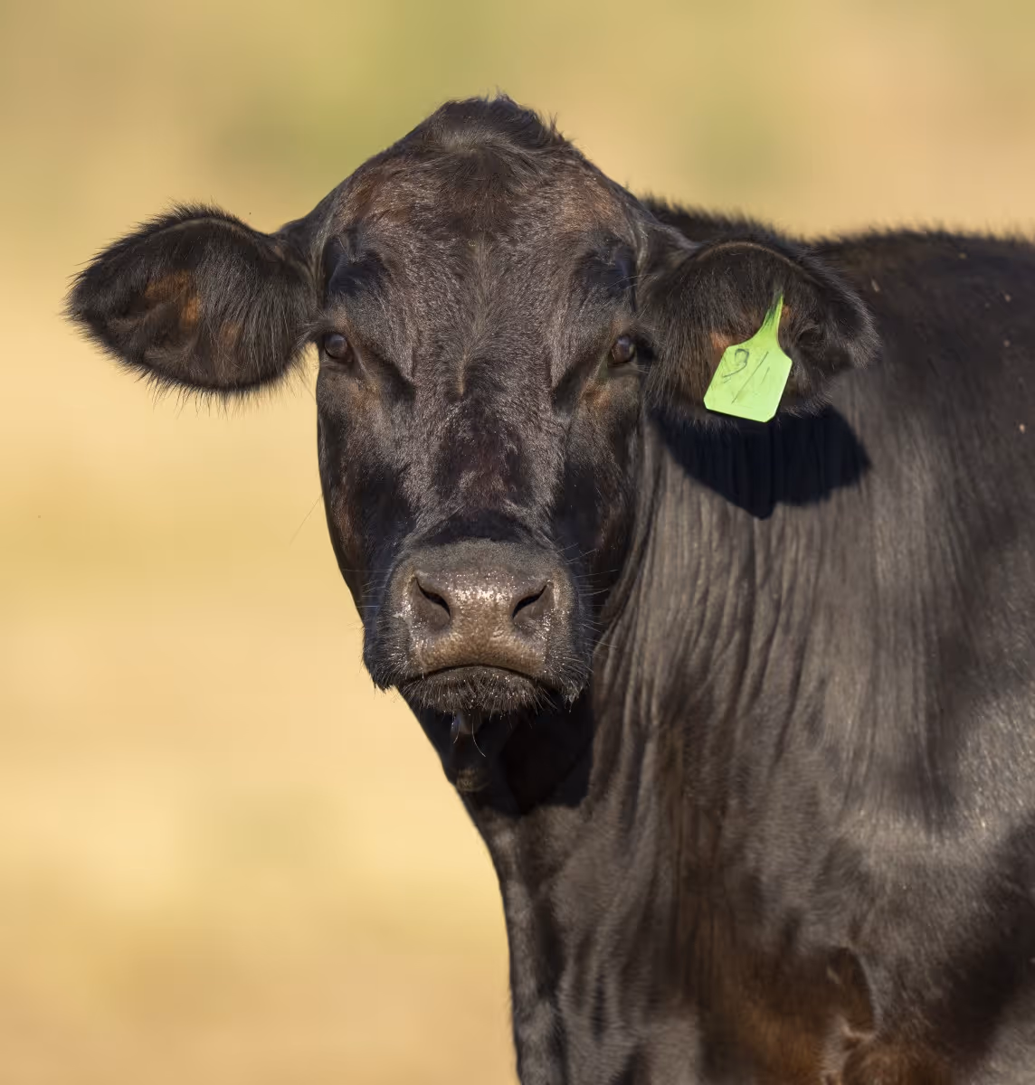 Black cow with green ear tag looking directly at camera against blurred background.