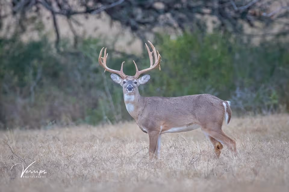 A mule deer buck with impressive branching antlers stands alert in dry grassland before evergreen forest.