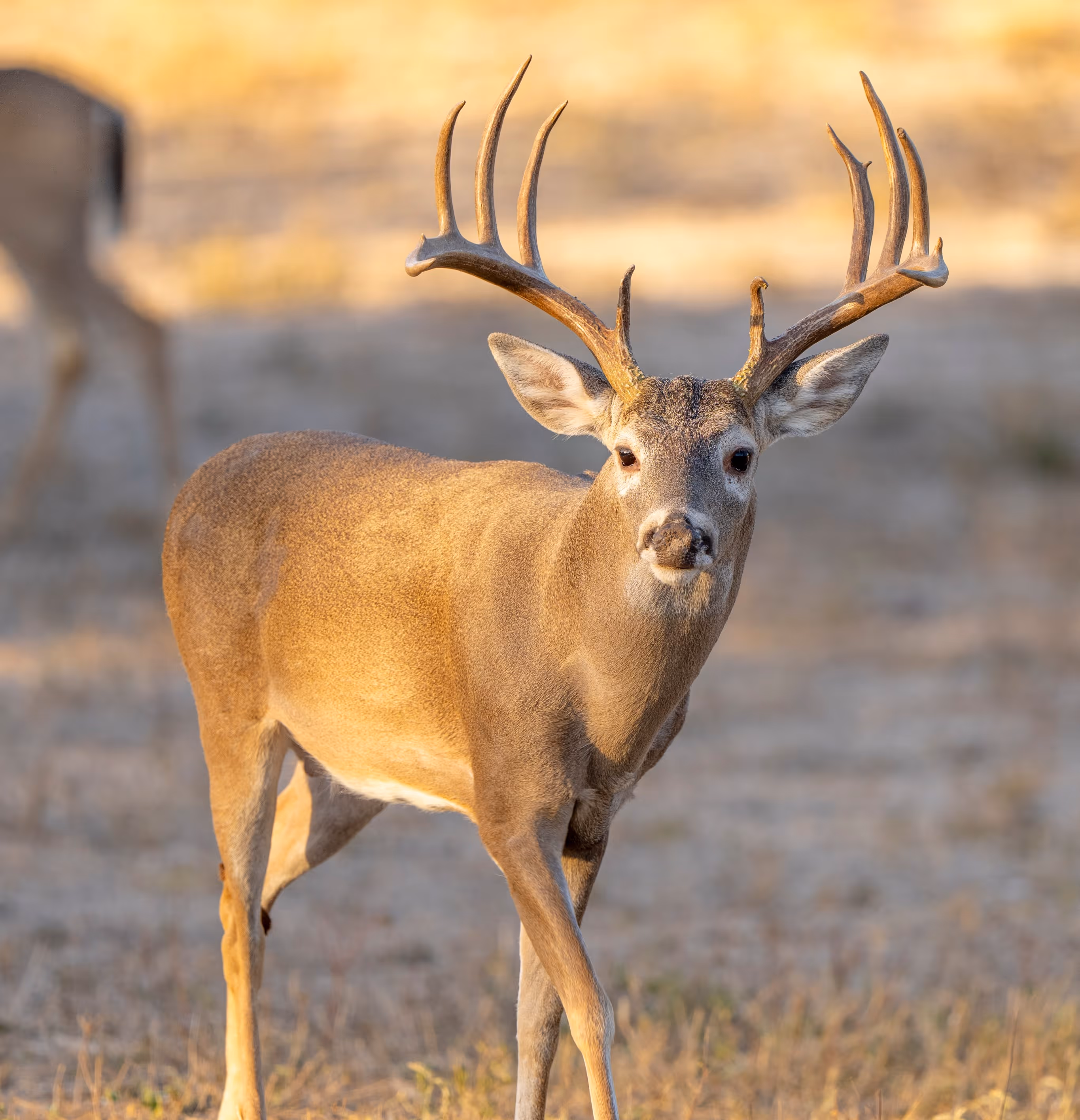 A mature male mule deer with large branching antlers stands in an arid landscape.