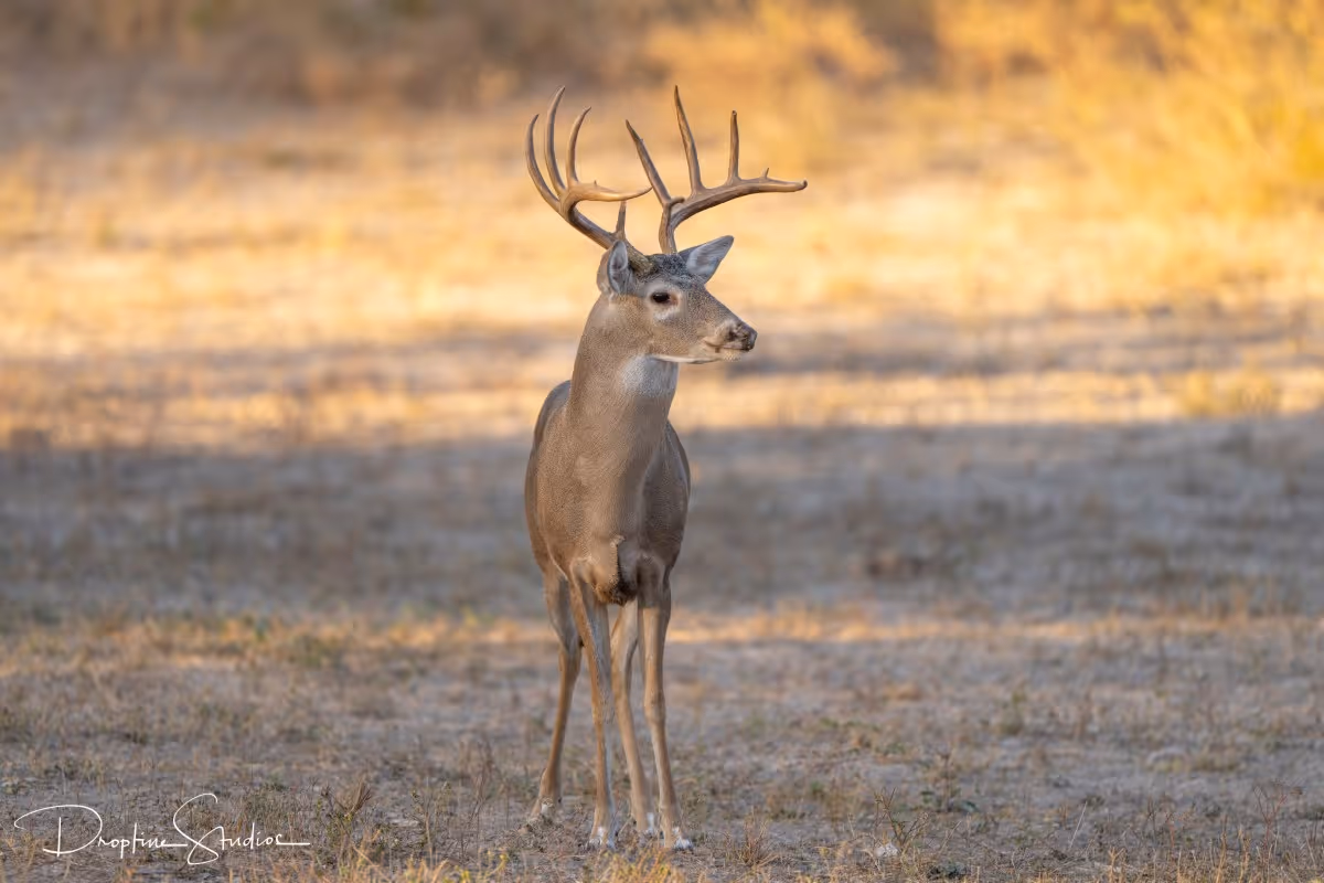 Majestic whitetail buck with large antlers standing in arid grassland during golden hour
