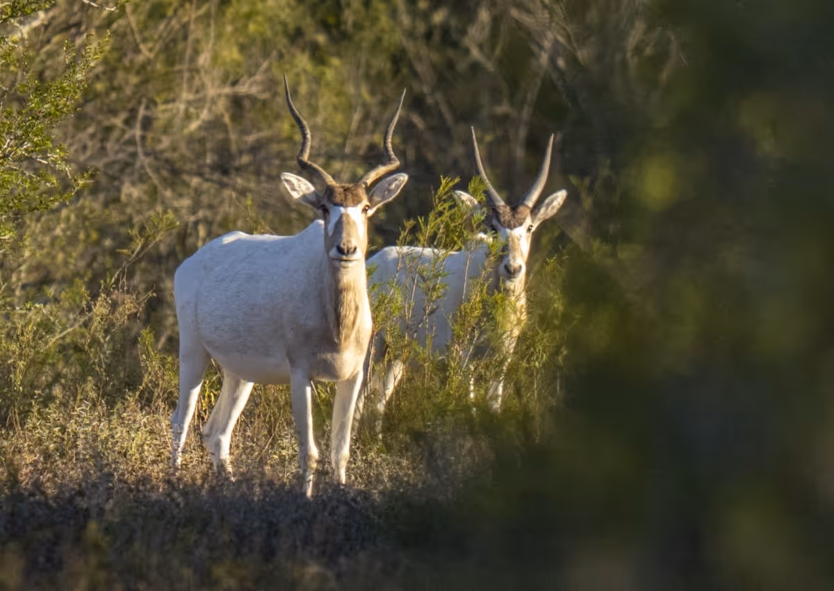 Two antelopes with curved horns stand among green shrubs and vegetation