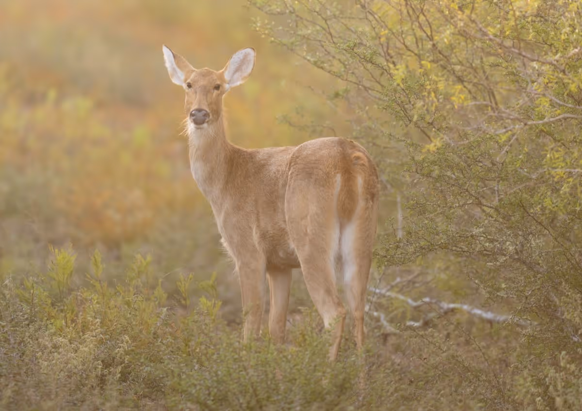 A brown deer standing in grassy shrubland looking towards the camera.