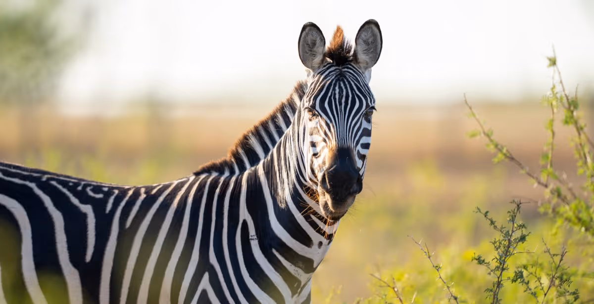 Close-up of a zebra facing forward with sunlight highlighting its black and white stripes in a grassy field.