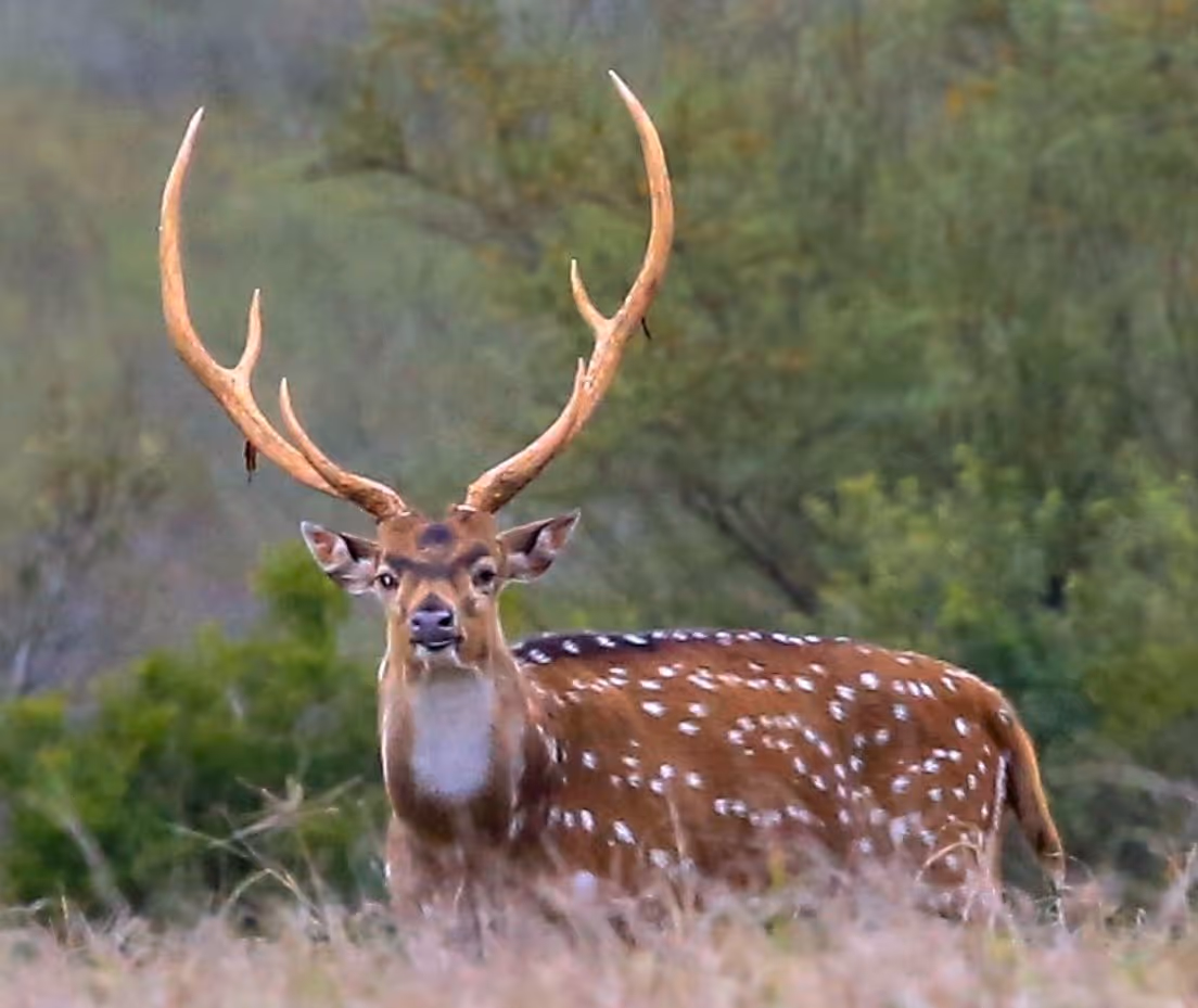 Spotted deer with large antlers standing in grass with green trees in the background.