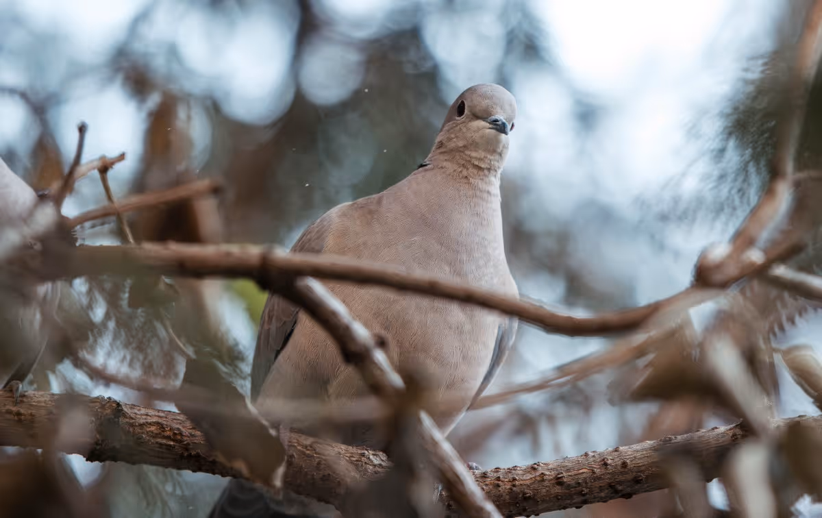 Close-up of a light brown dove perched on a tree branch surrounded by blurred twigs and leaves.
